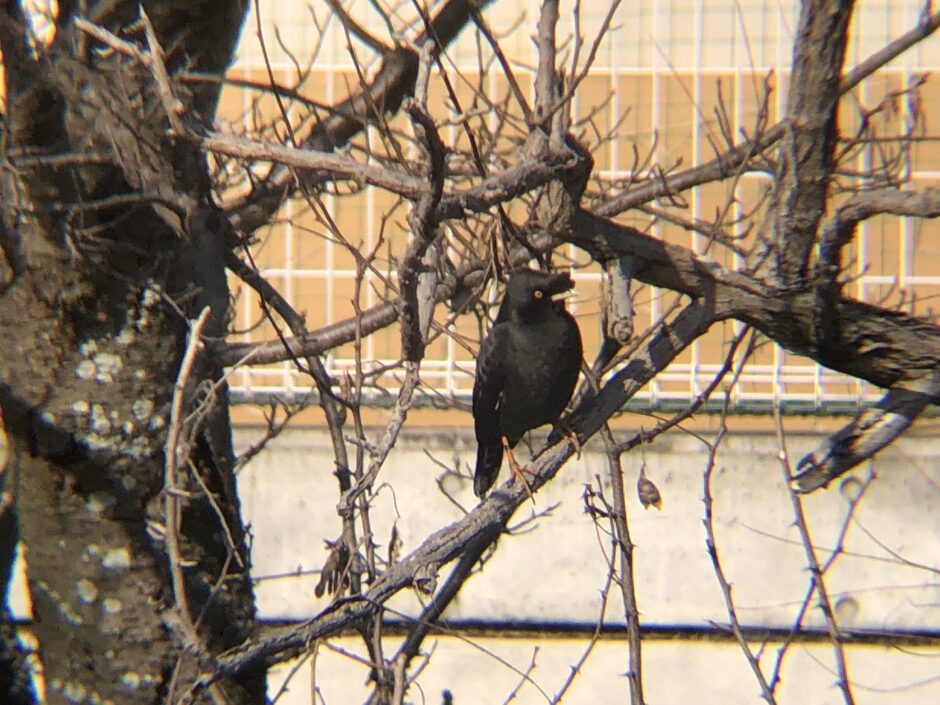 ハッカチョウ 高松市屋島 相引川1月撮影