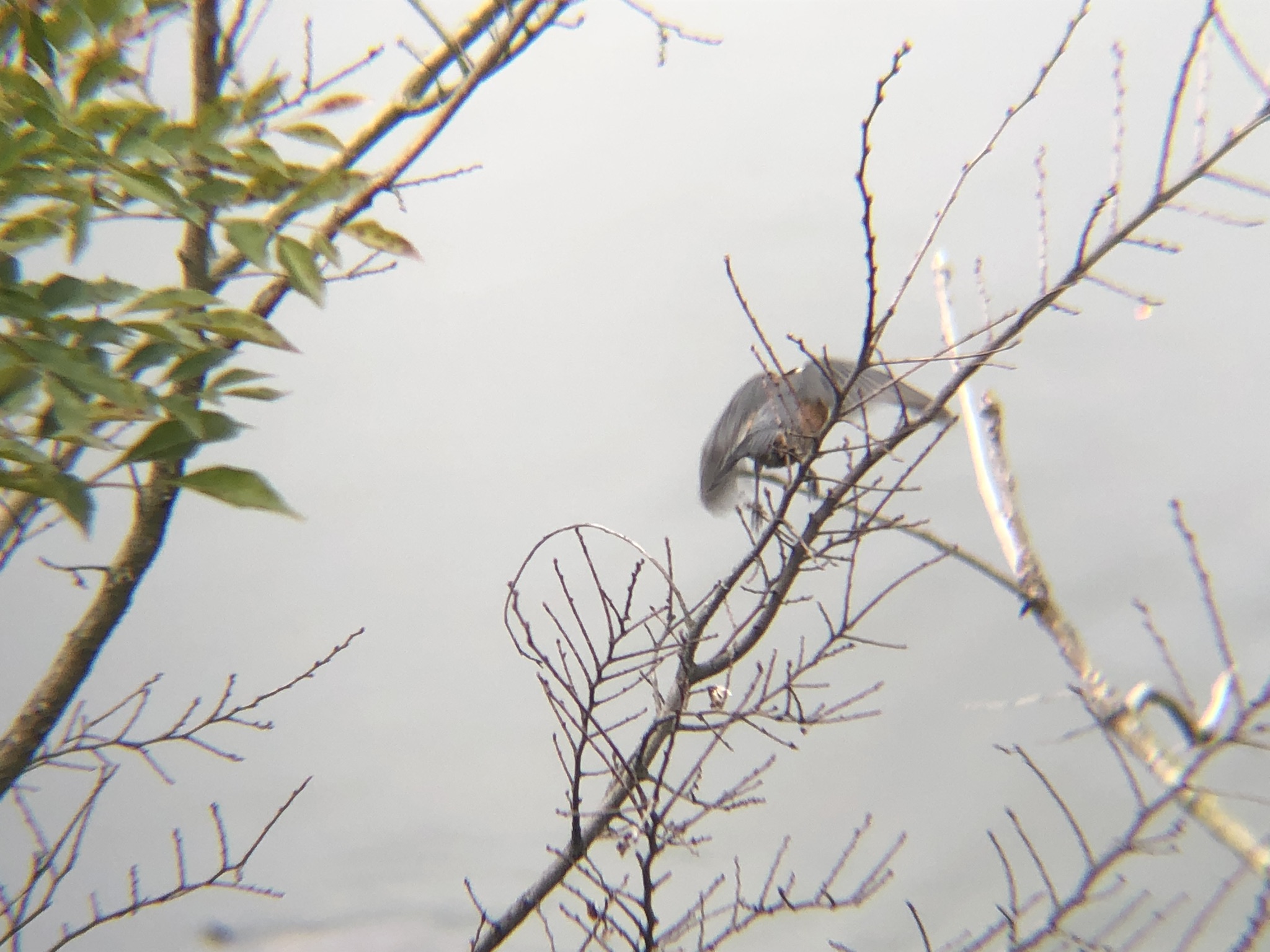 ヤマガラ飛び立つ瞬間