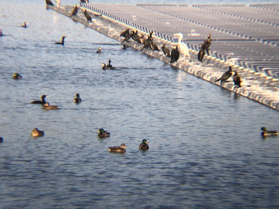 羽間上池の野鳥観察1月 セキレイ、トビ、ダイサギ、コサギ、アオサギ、マガモ、オオバン、カワウ、カルガモ、スズメ、カラス、カイツブリなどを確認しています。