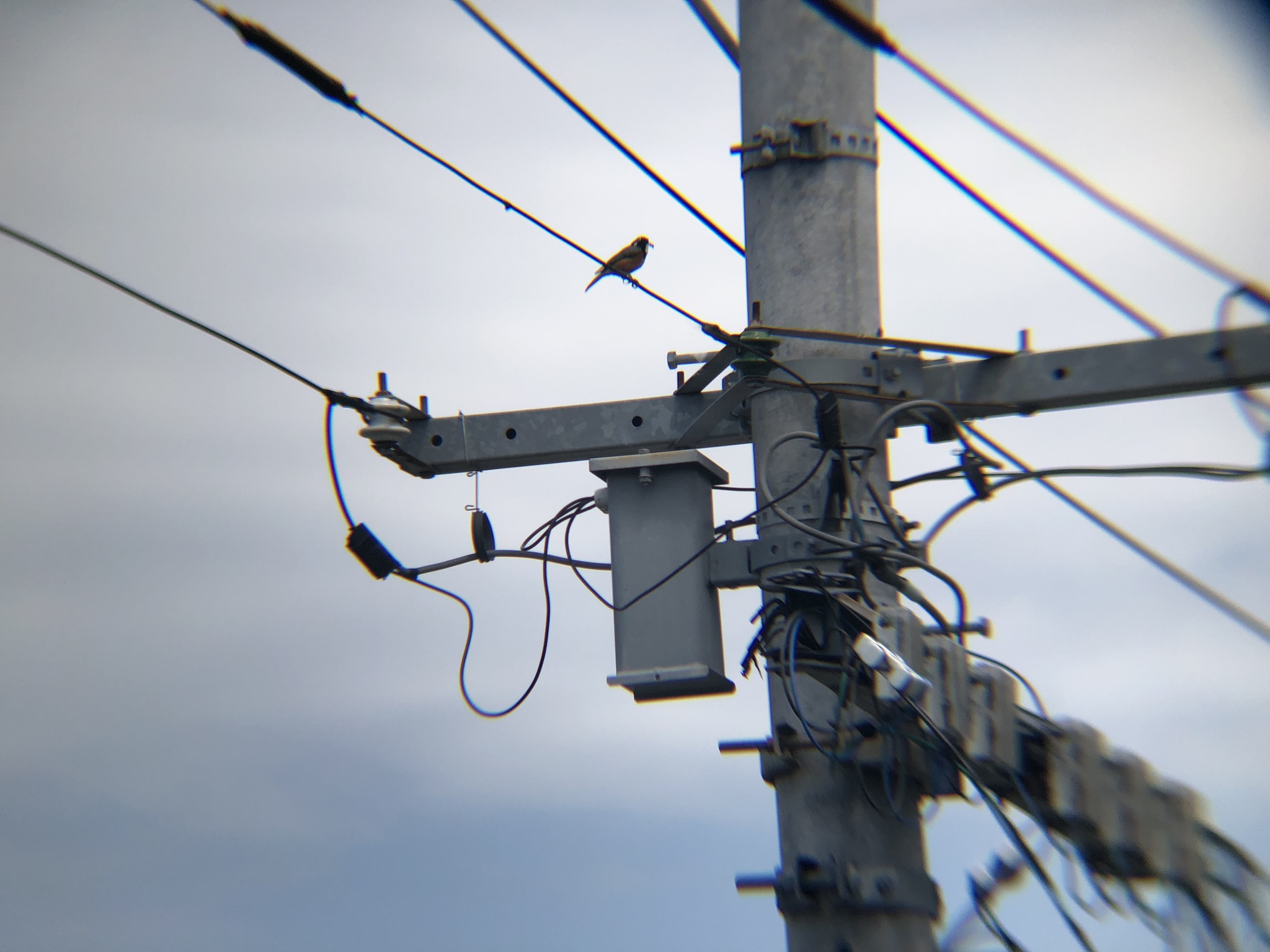 ヤマガラつがい