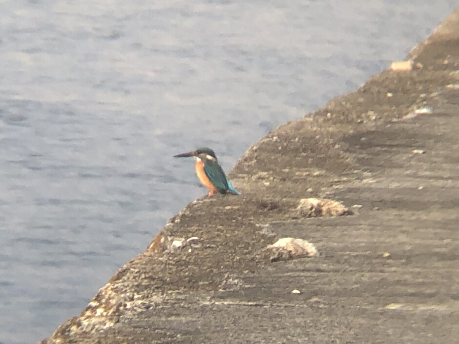 カワセミ 屋島