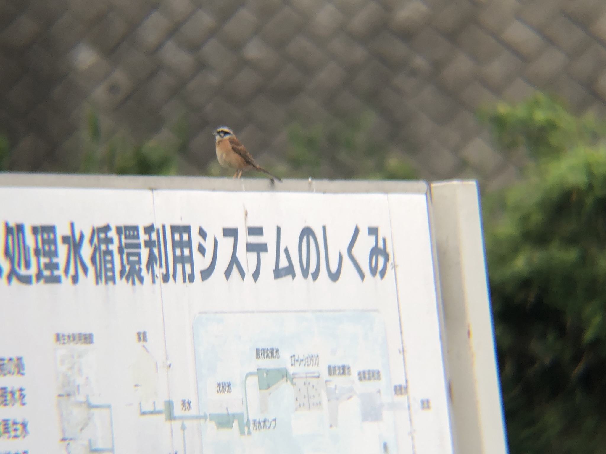 ホオジロ 牟礼町 ５月
