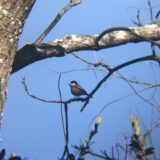 ヤマガラ オレンジ色の野鳥