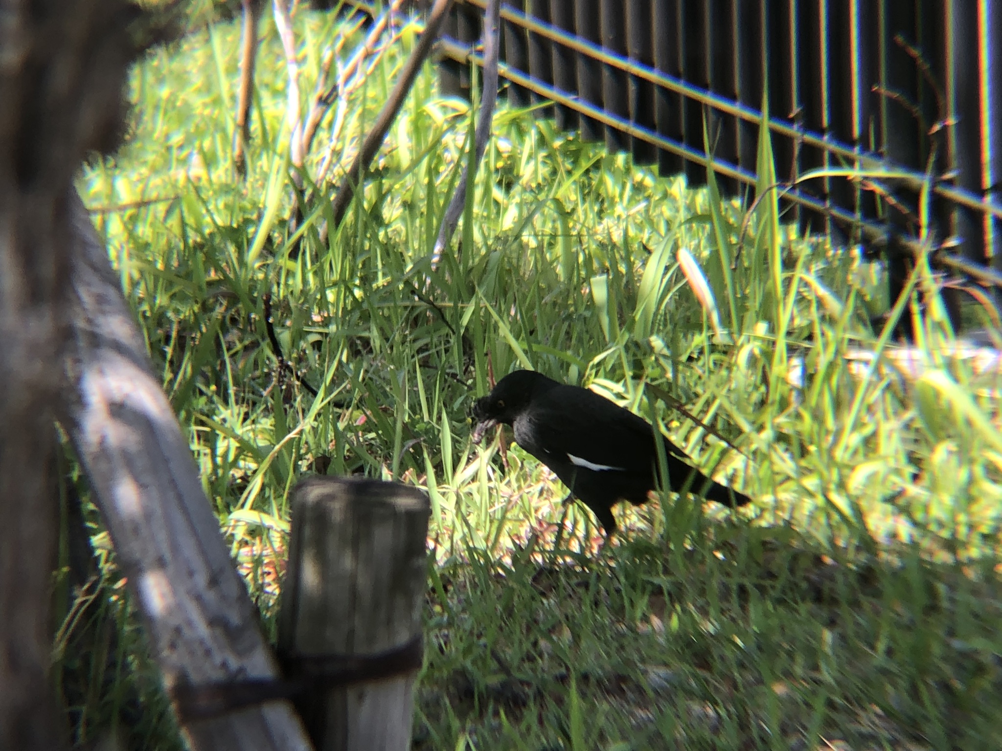 ハッカチョウ 高松市屋島中町 相引川5月2026年撮影