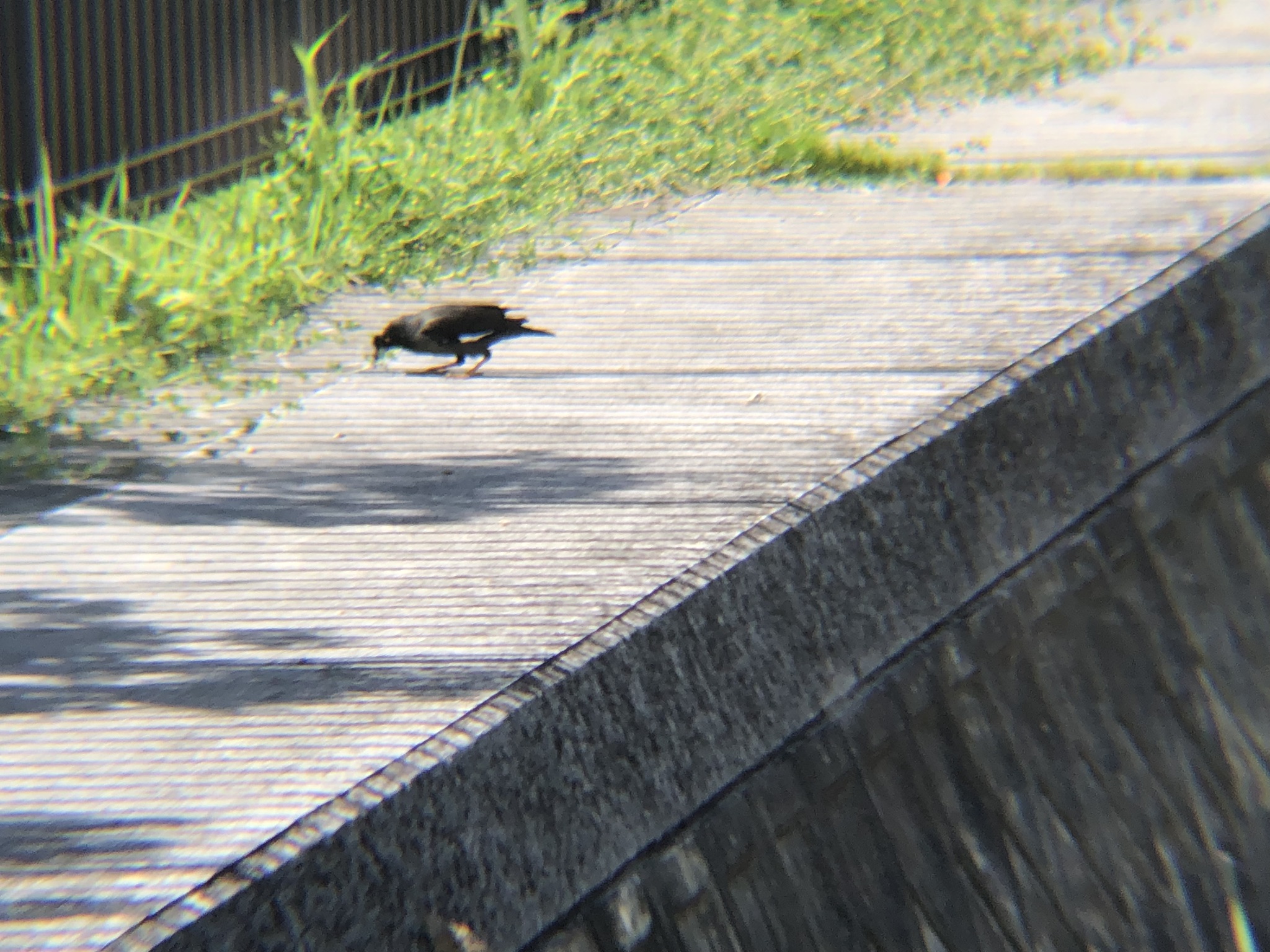 ハッカチョウ 高松市屋島中町 相引川5月2026年撮影