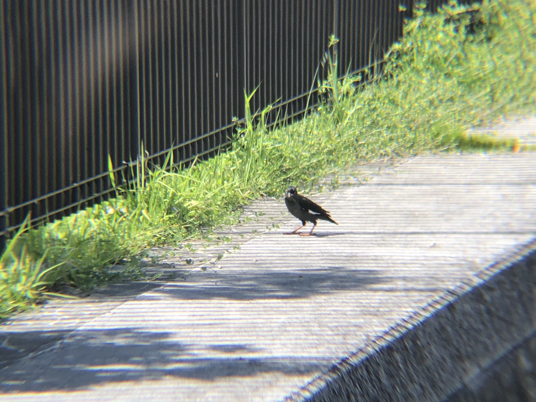ハッカチョウ 高松市屋島中町 相引川5月2026年撮影