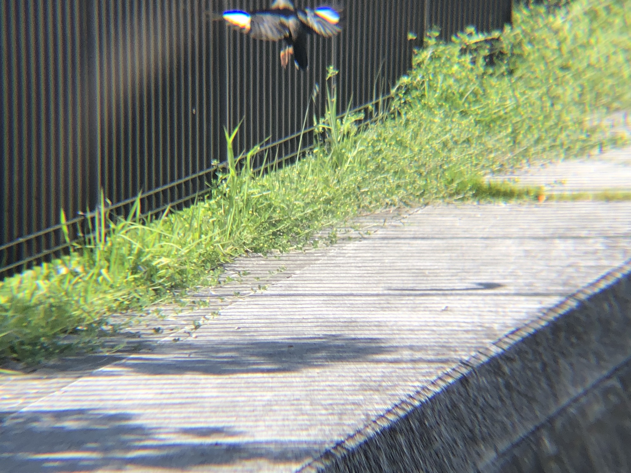 ハッカチョウ 高松市屋島中町 相引川5月2026年撮影