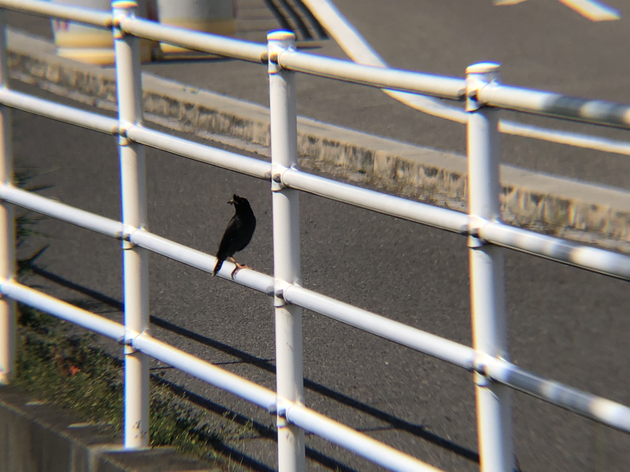 ハッカチョウ 高松市屋島中町 相引川5月2026年撮影