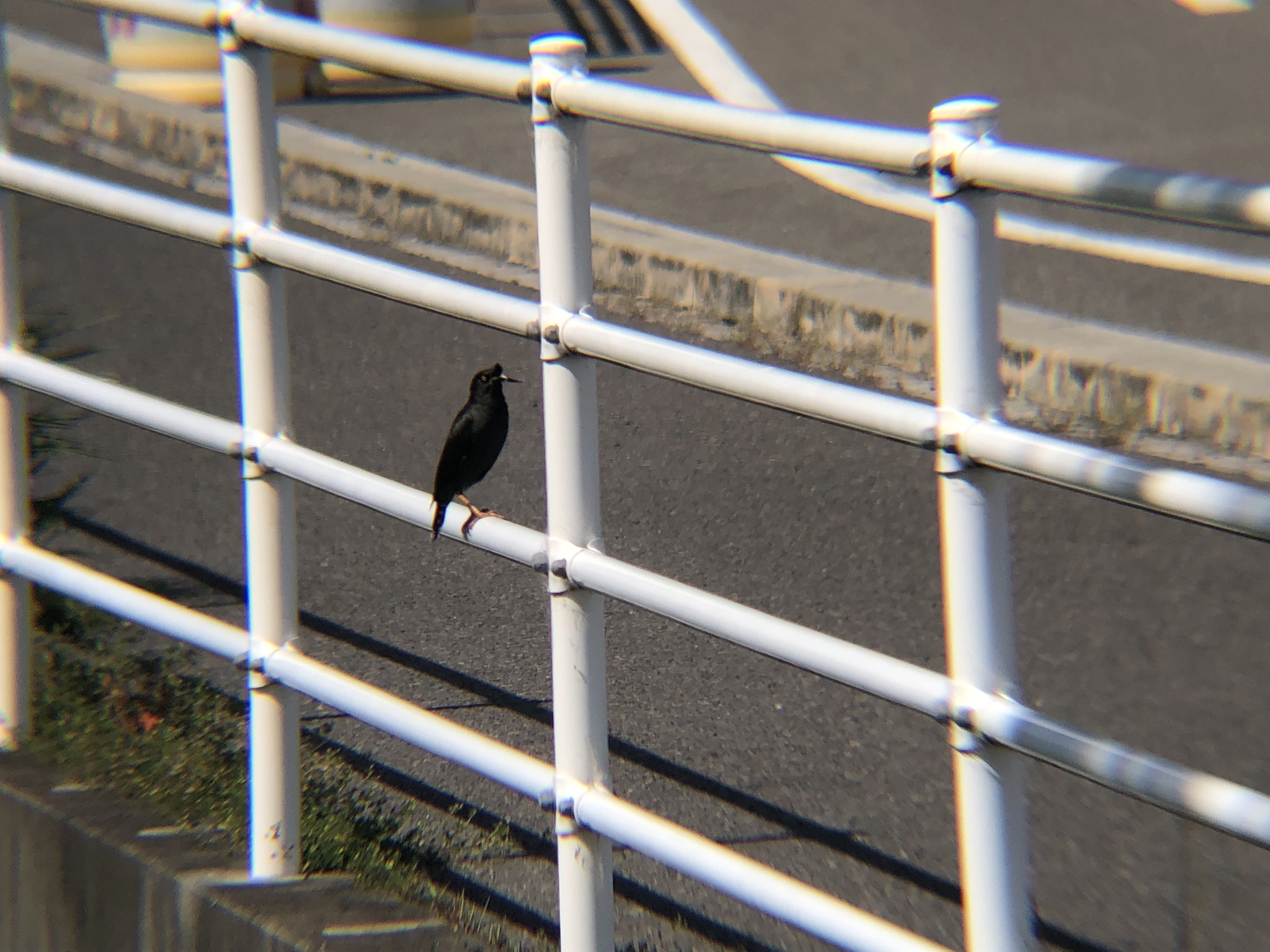 ハッカチョウ 高松市屋島中町 相引川5月2026年撮影