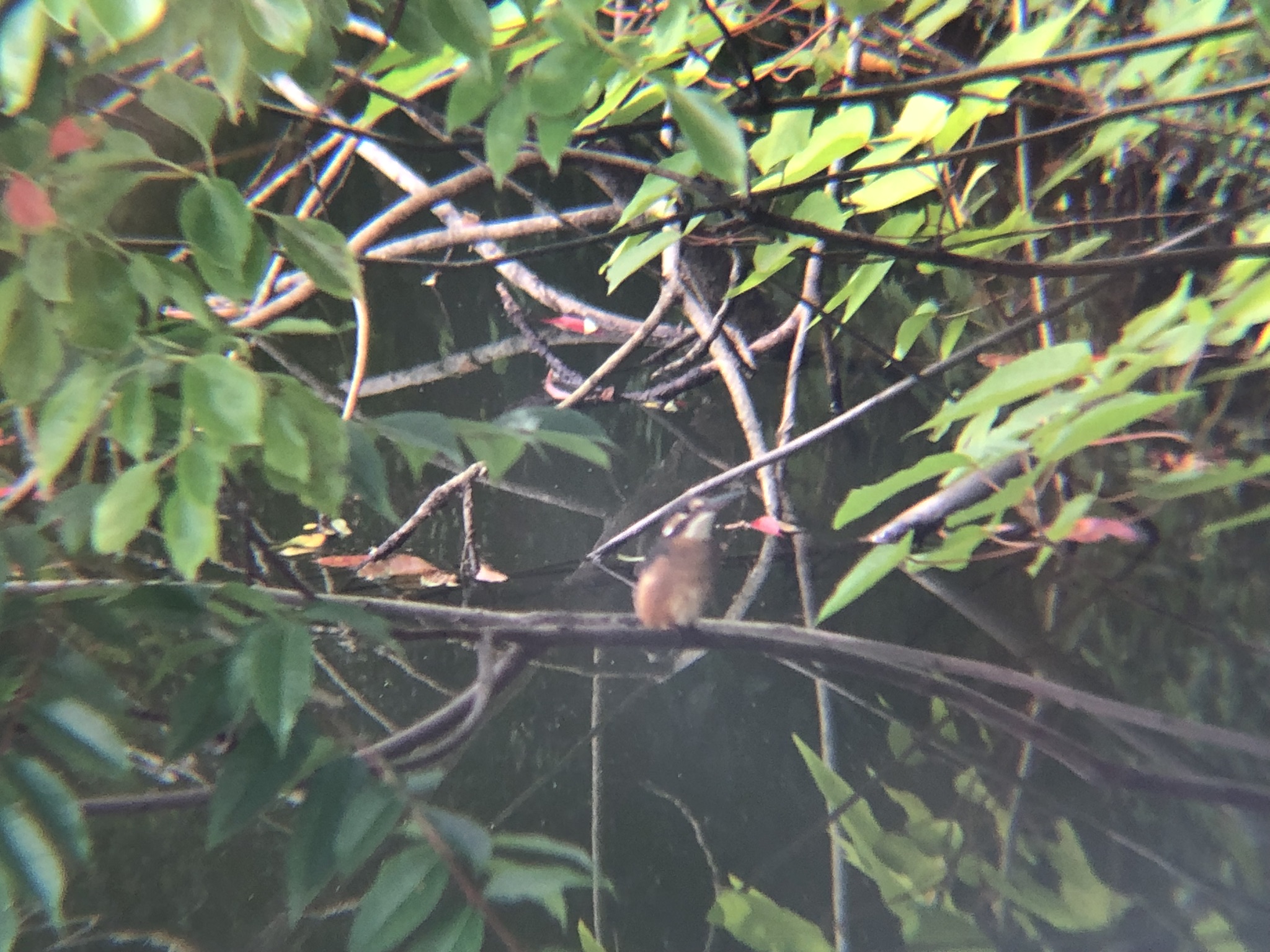 カワセミ 牟礼町ため池7月