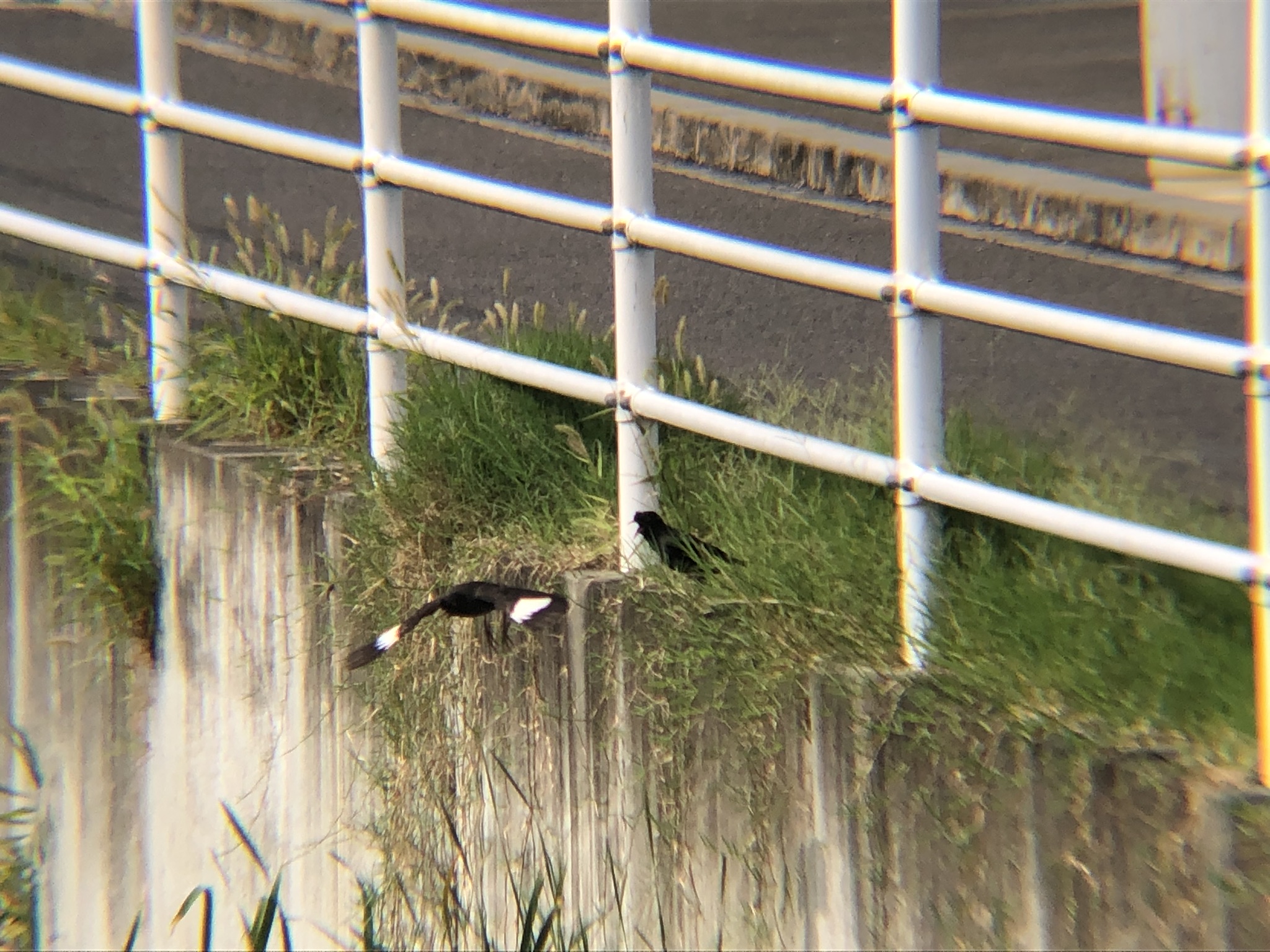 親子ハッカチョウ 高松市屋島中町7月