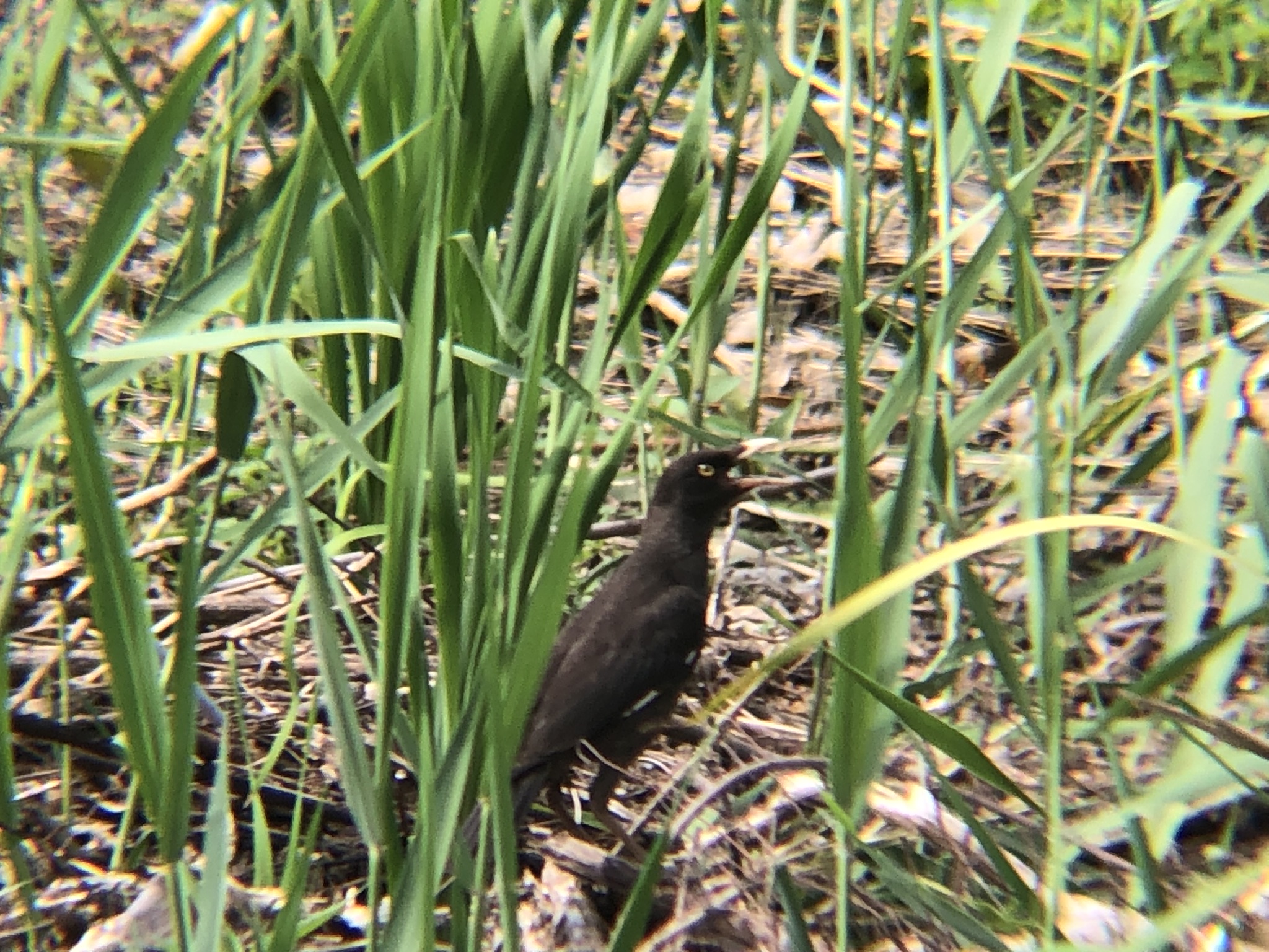 ハッカチョウ 高松市屋島中町7月