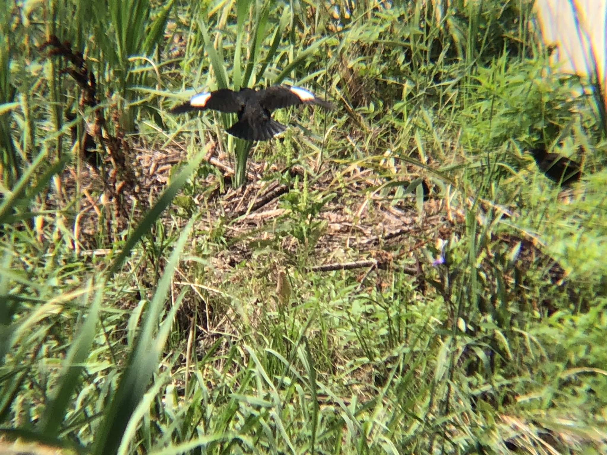 飛翔ハッカチョウ 高松市屋島中町7月