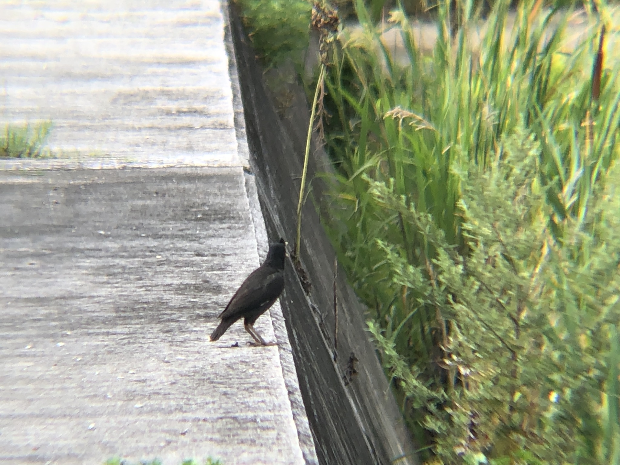 ハッカチョウ 高松市屋島中町7月