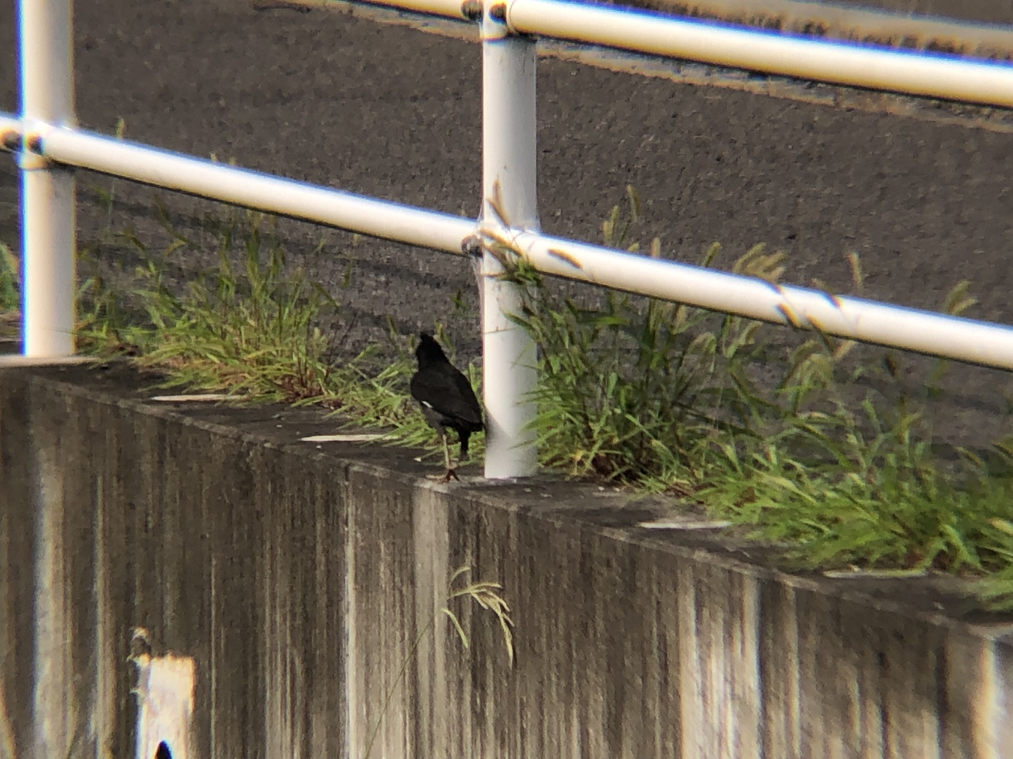 ハッカチョウ 高松市屋島中町7月