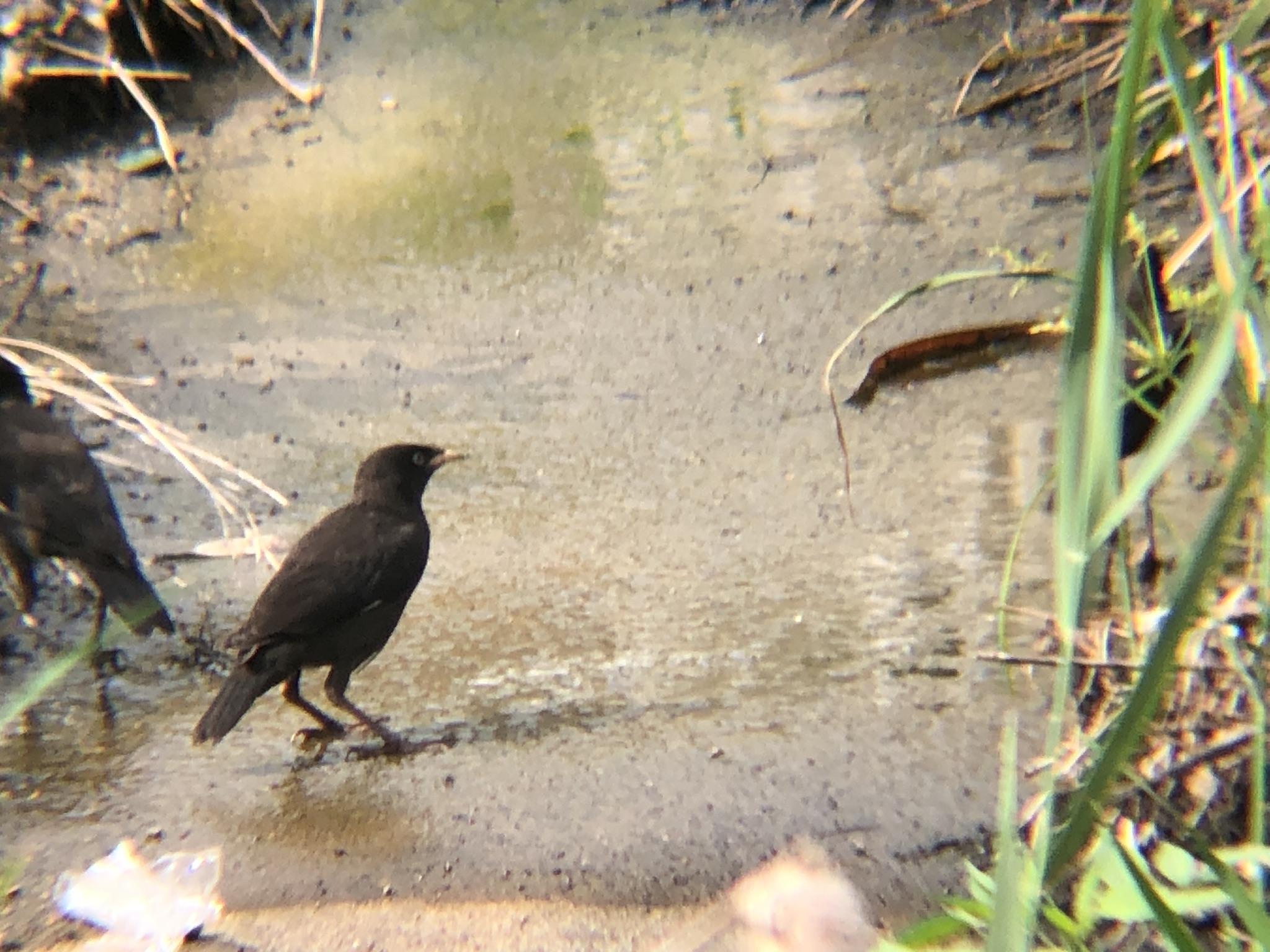 ハッカチョウ 高松市屋島中町7月