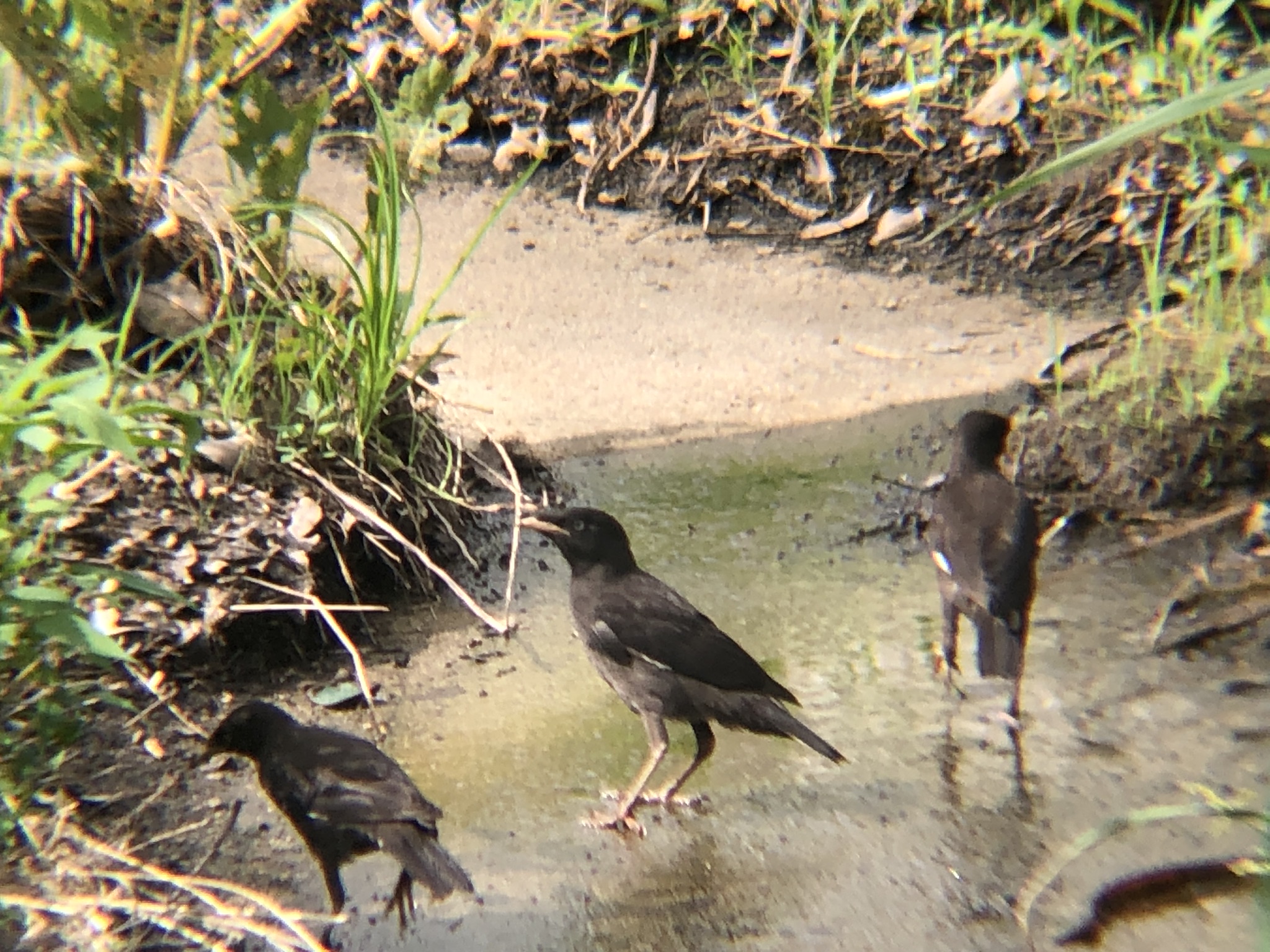 ハッカチョウ 高松市屋島中町7月