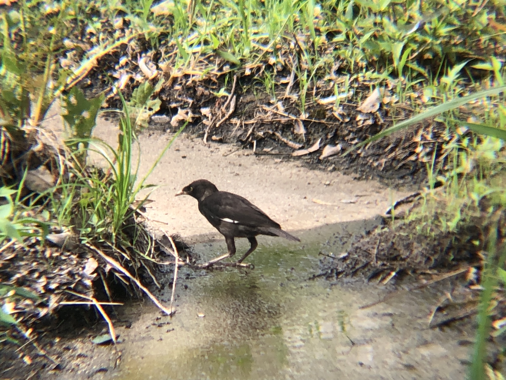 ハッカチョウ 高松市屋島中町7月