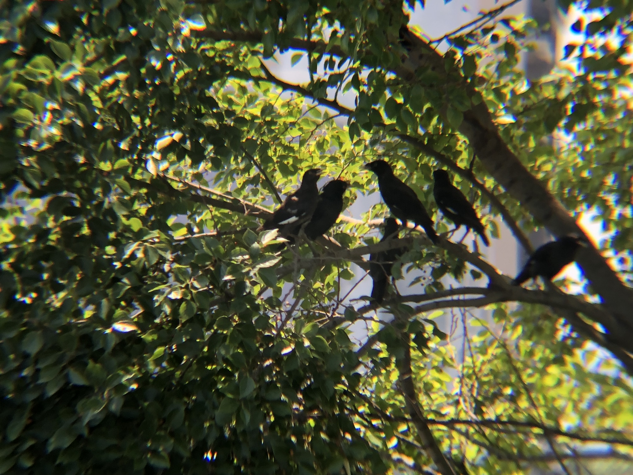 ハッカチョウ 高松市屋島中町8月