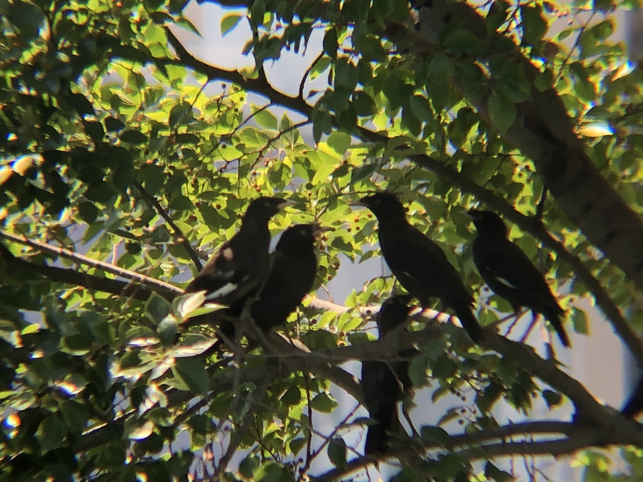 ハッカチョウ 高松市屋島中町8月