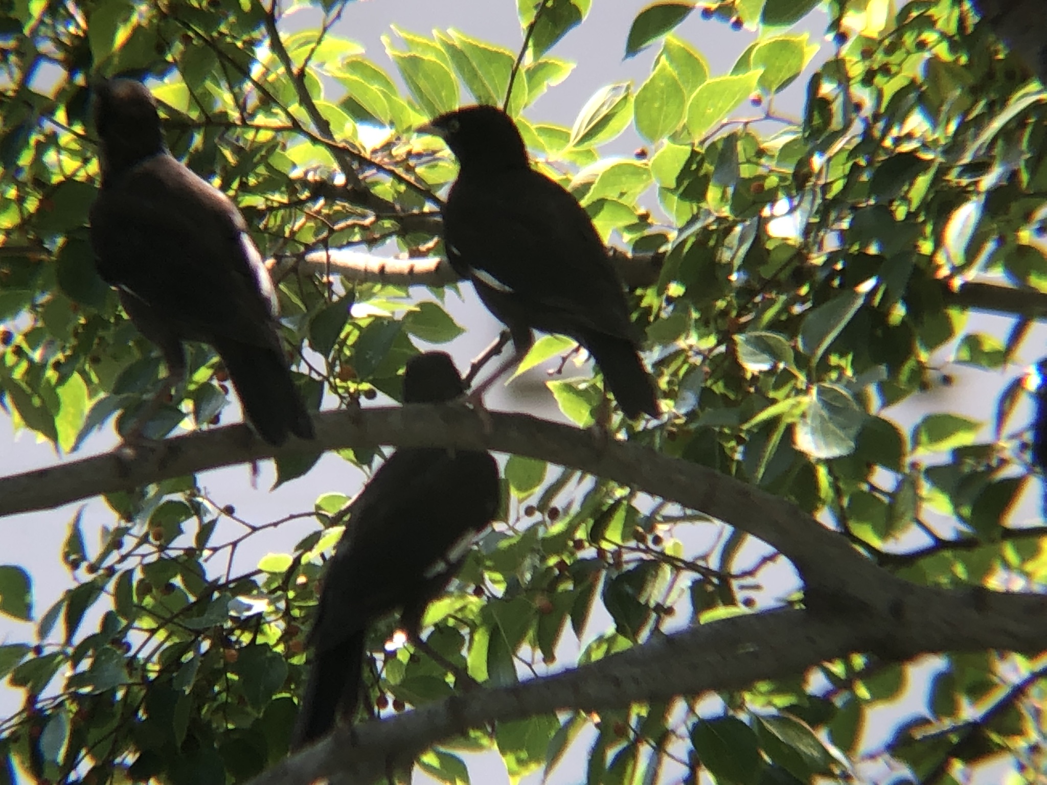 ハッカチョウ 高松市屋島中町8月