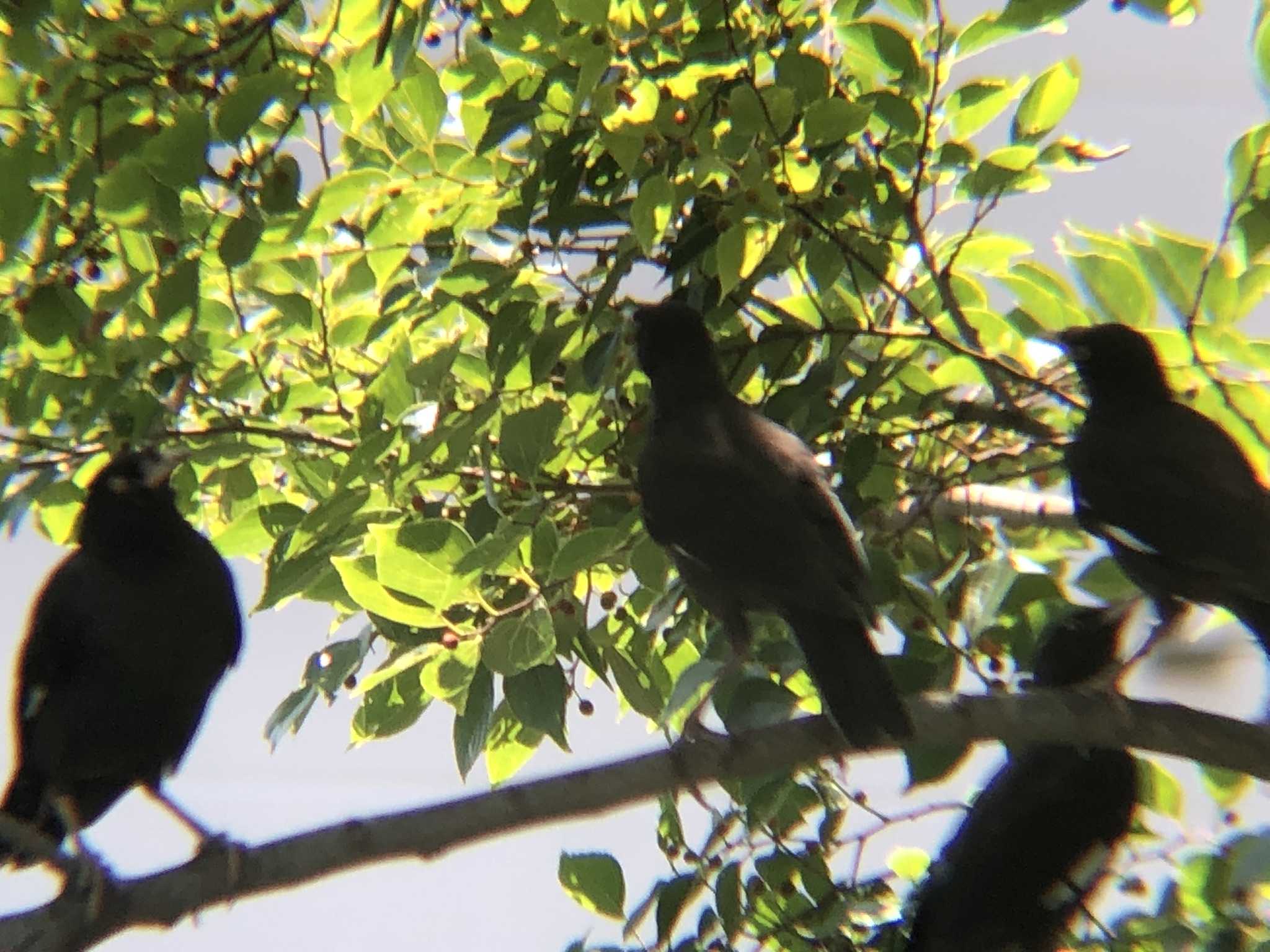 ハッカチョウ 高松市屋島中町8月