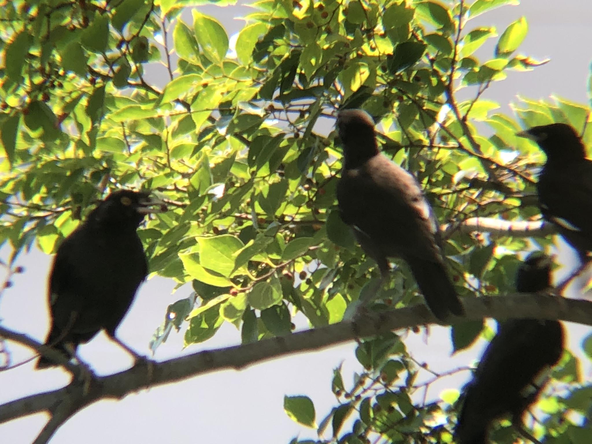 ハッカチョウ 高松市屋島中町8月