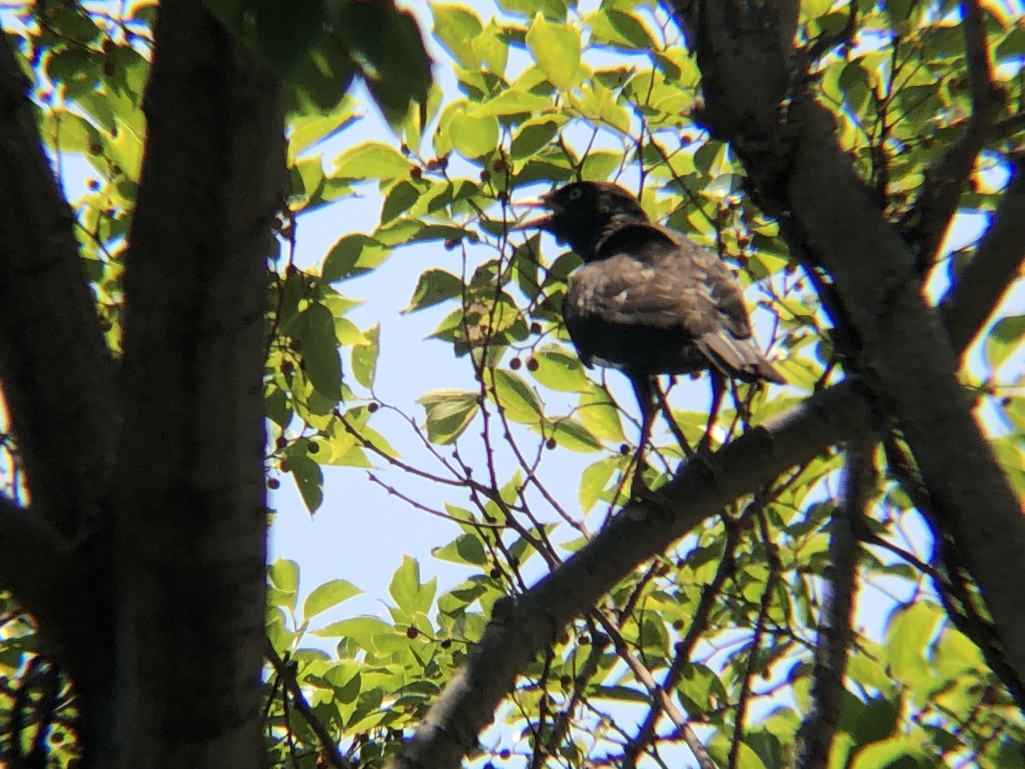 ハッカチョウ 高松市屋島中町8月