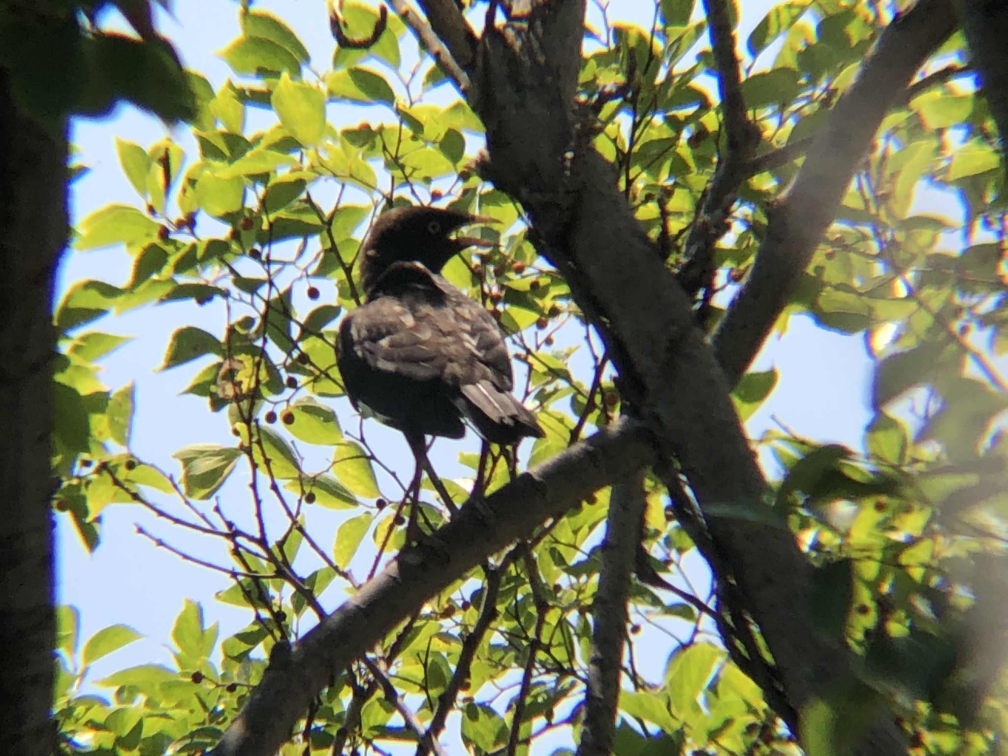 ハッカチョウ 高松市屋島中町8月