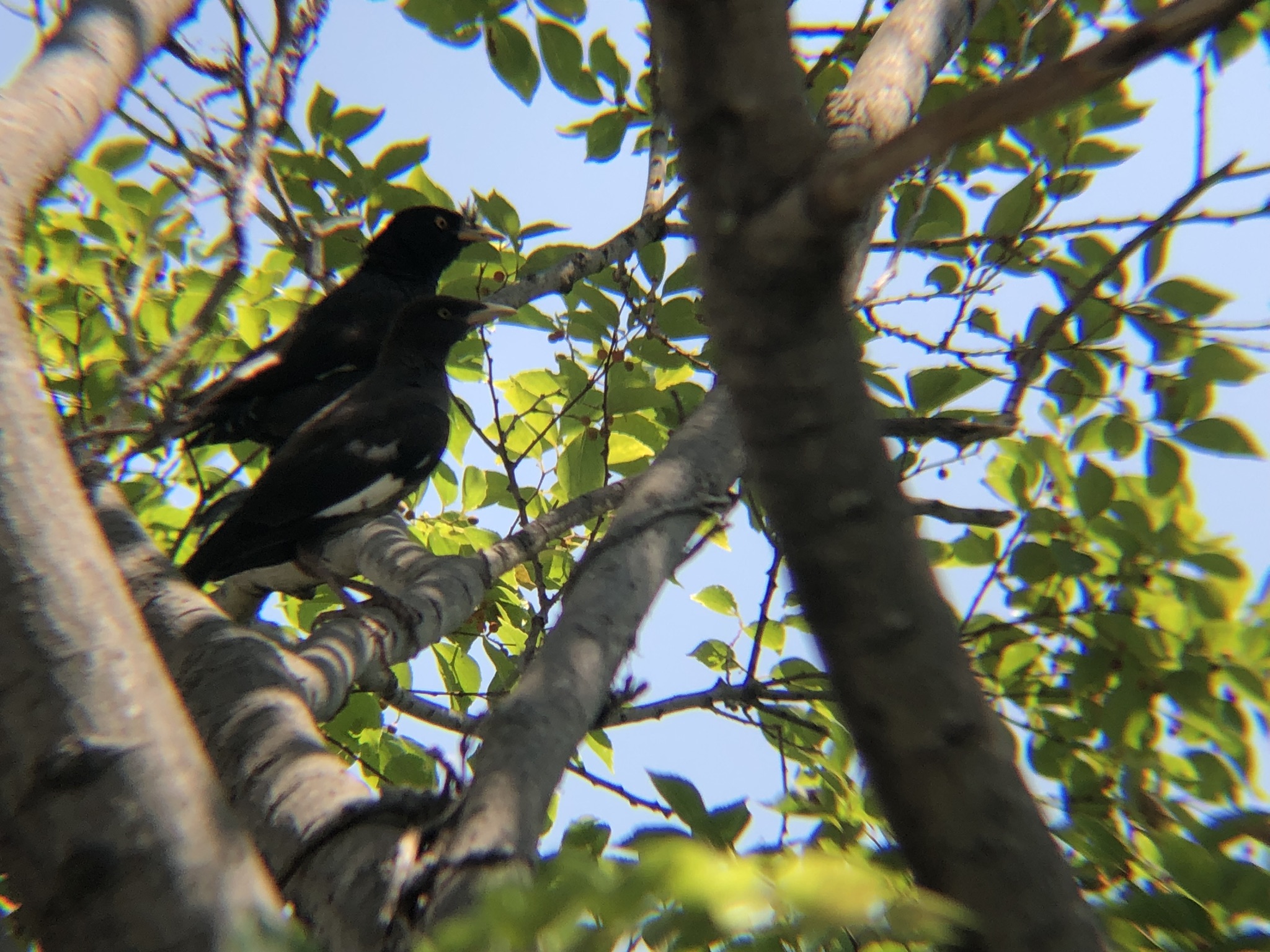 ハッカチョウ 高松市屋島中町8月
