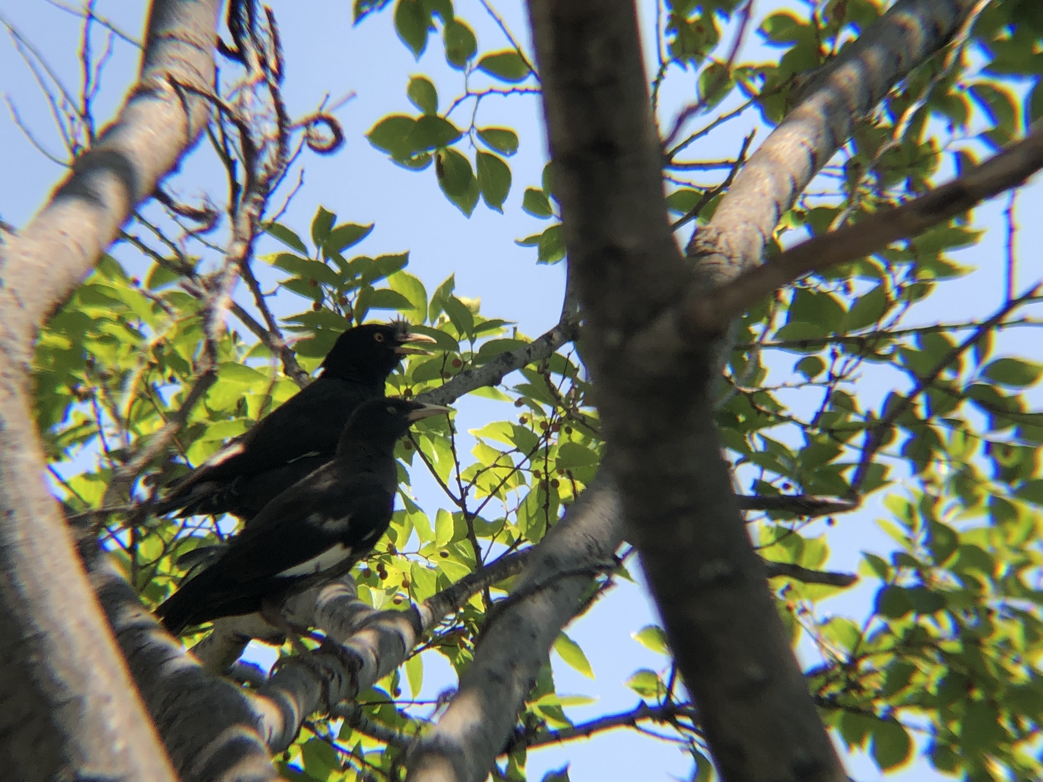 ハッカチョウ 高松市屋島中町8月