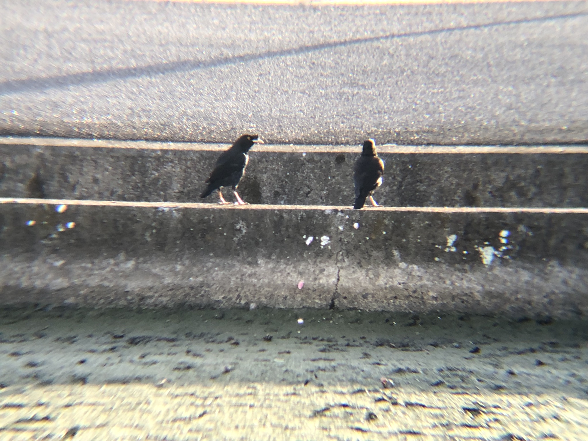 ハッカチョウ 高松市春日町8月