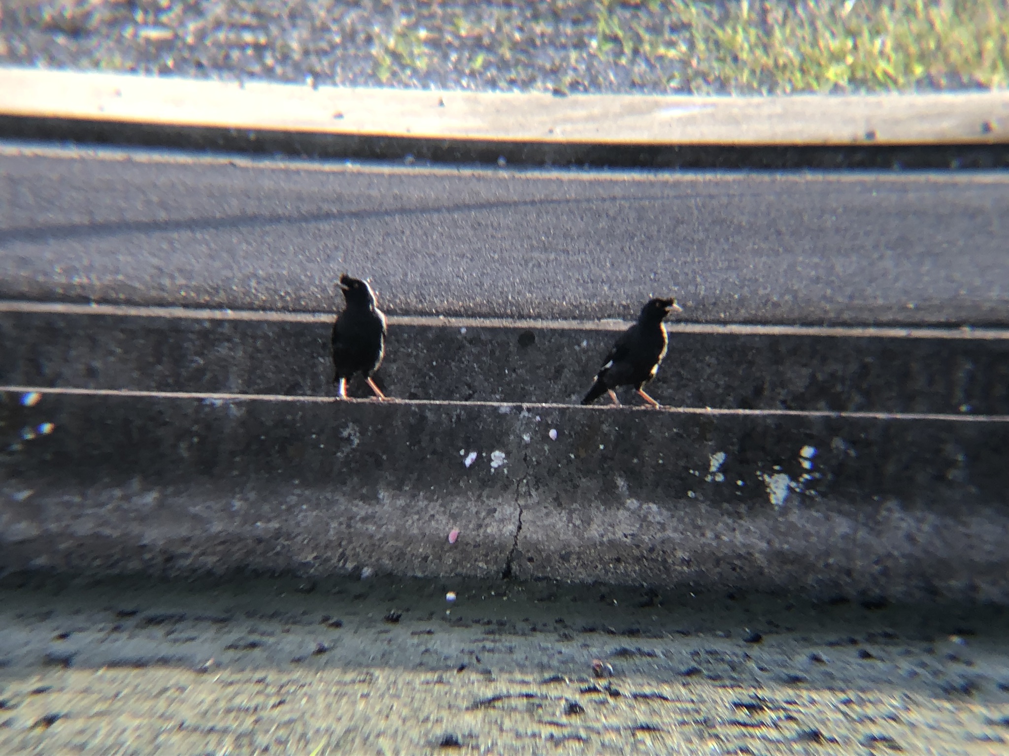 ハッカチョウ 高松市春日町8月