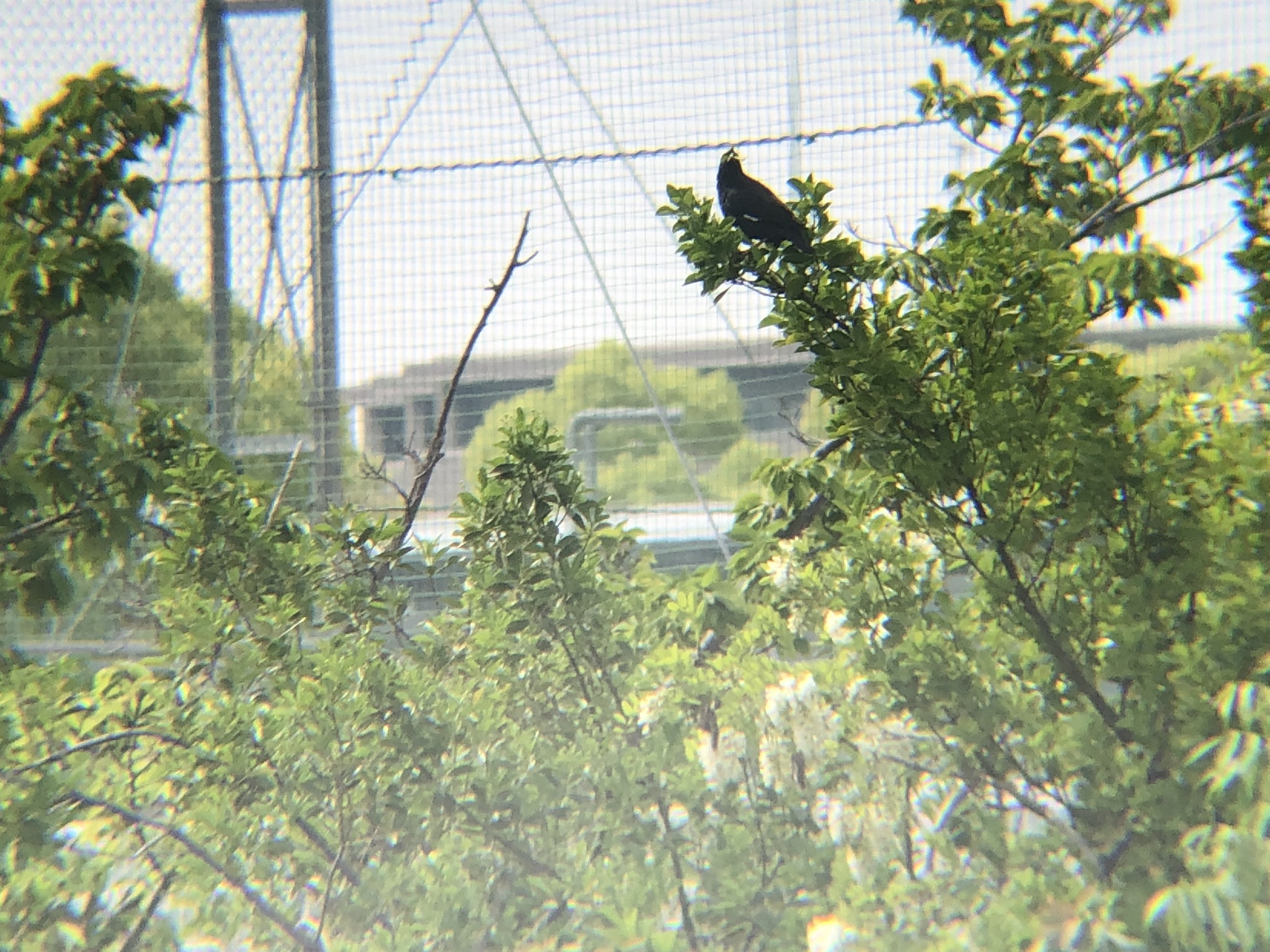 ハッカチョウ 高松市屋島 相引川4月撮影