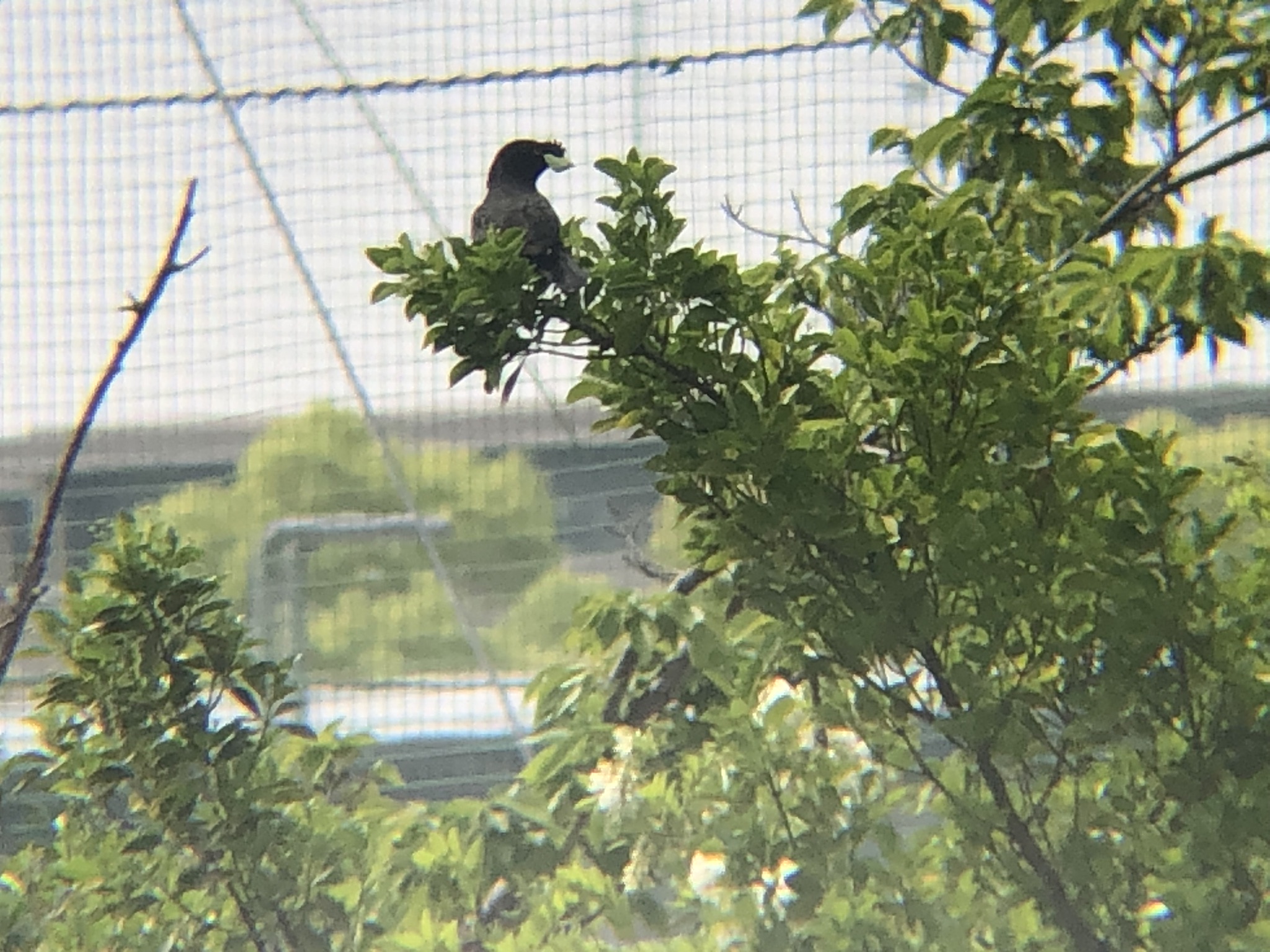 ハッカチョウ 高松市屋島 相引川4月撮影