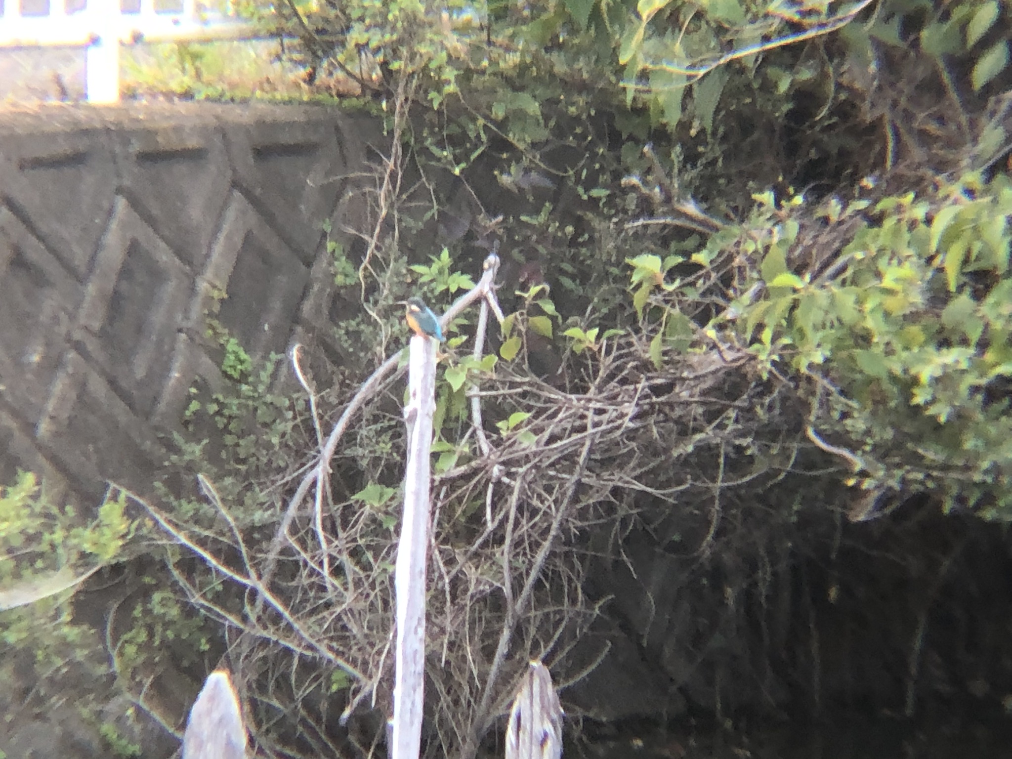 枝にとまっているカワセミ