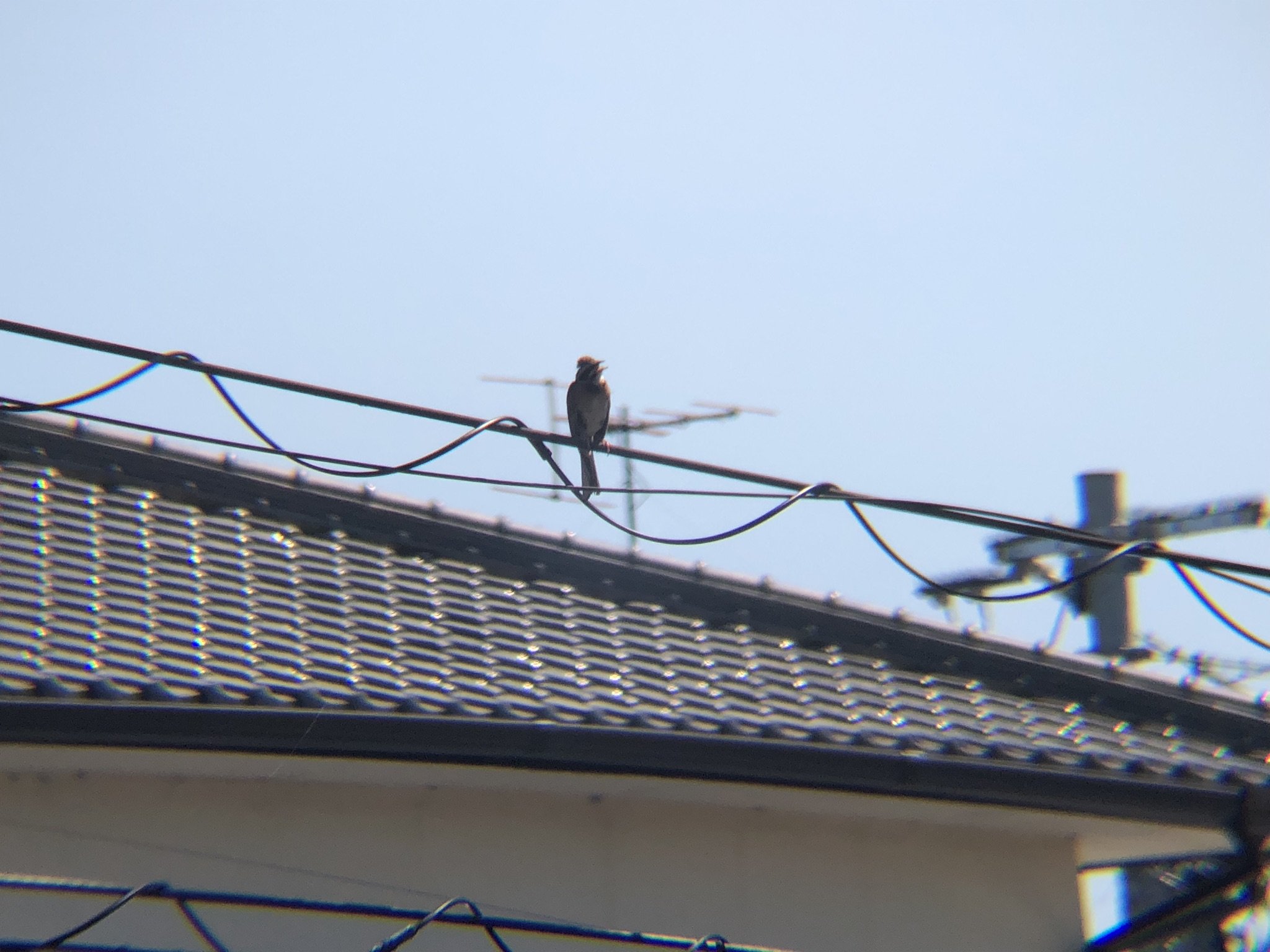 ホオジロ 牟礼町 7月