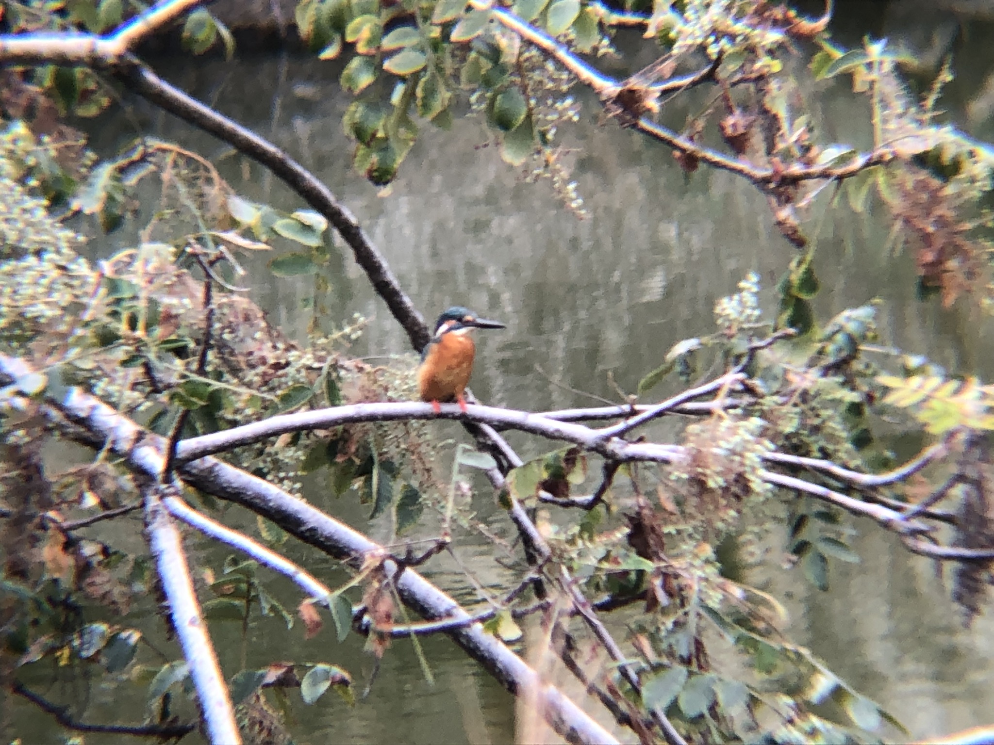 カワセミ 牟礼町ため池10月
