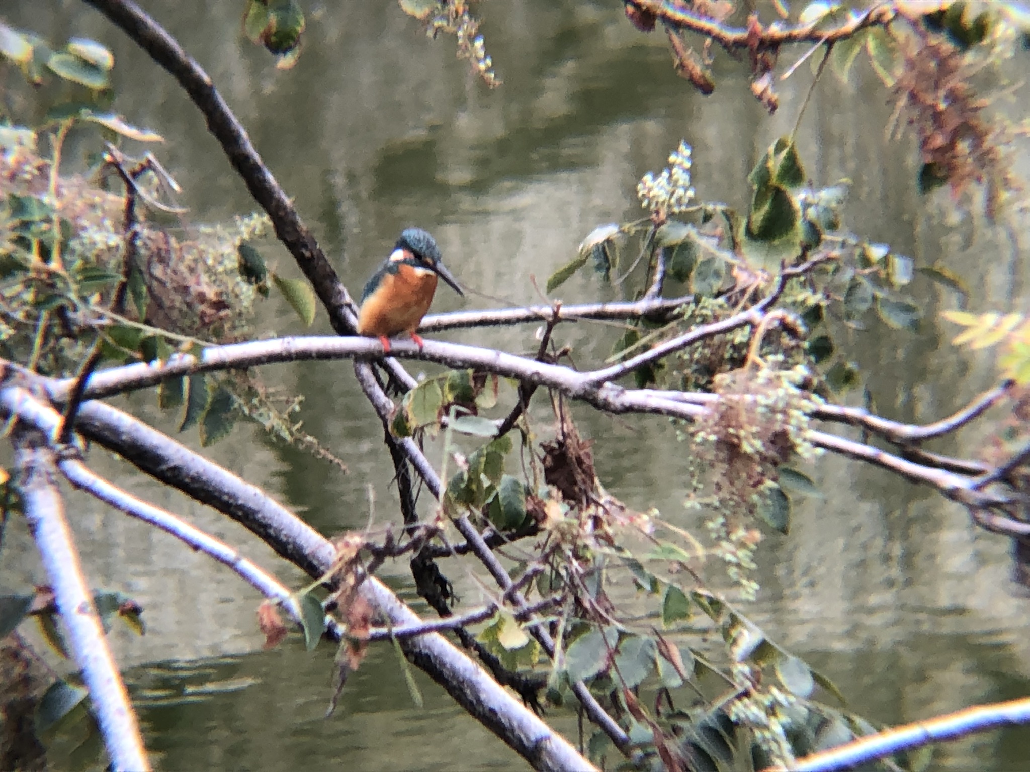 カワセミ 牟礼町ため池10月