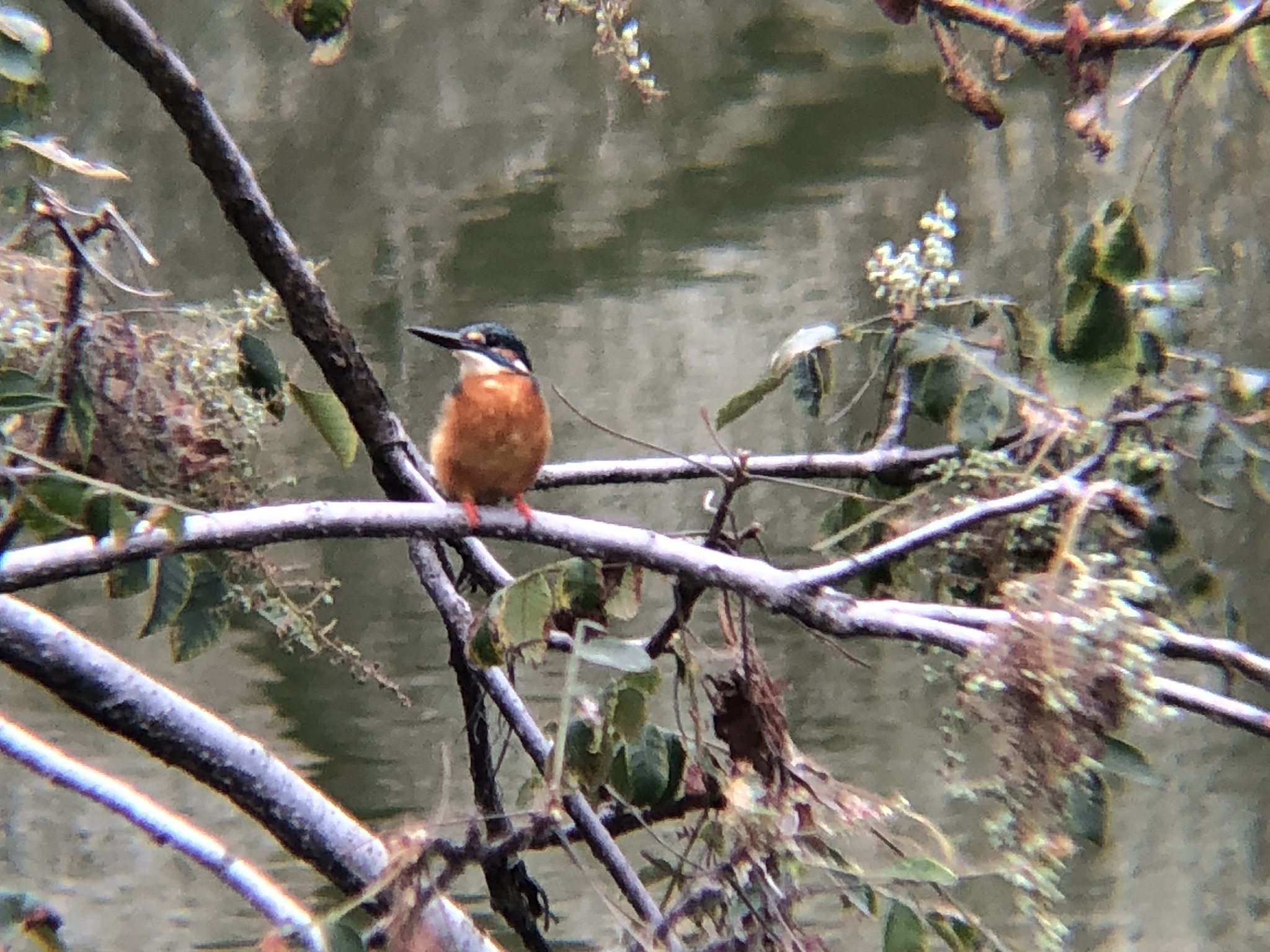カワセミ 牟礼町ため池10月