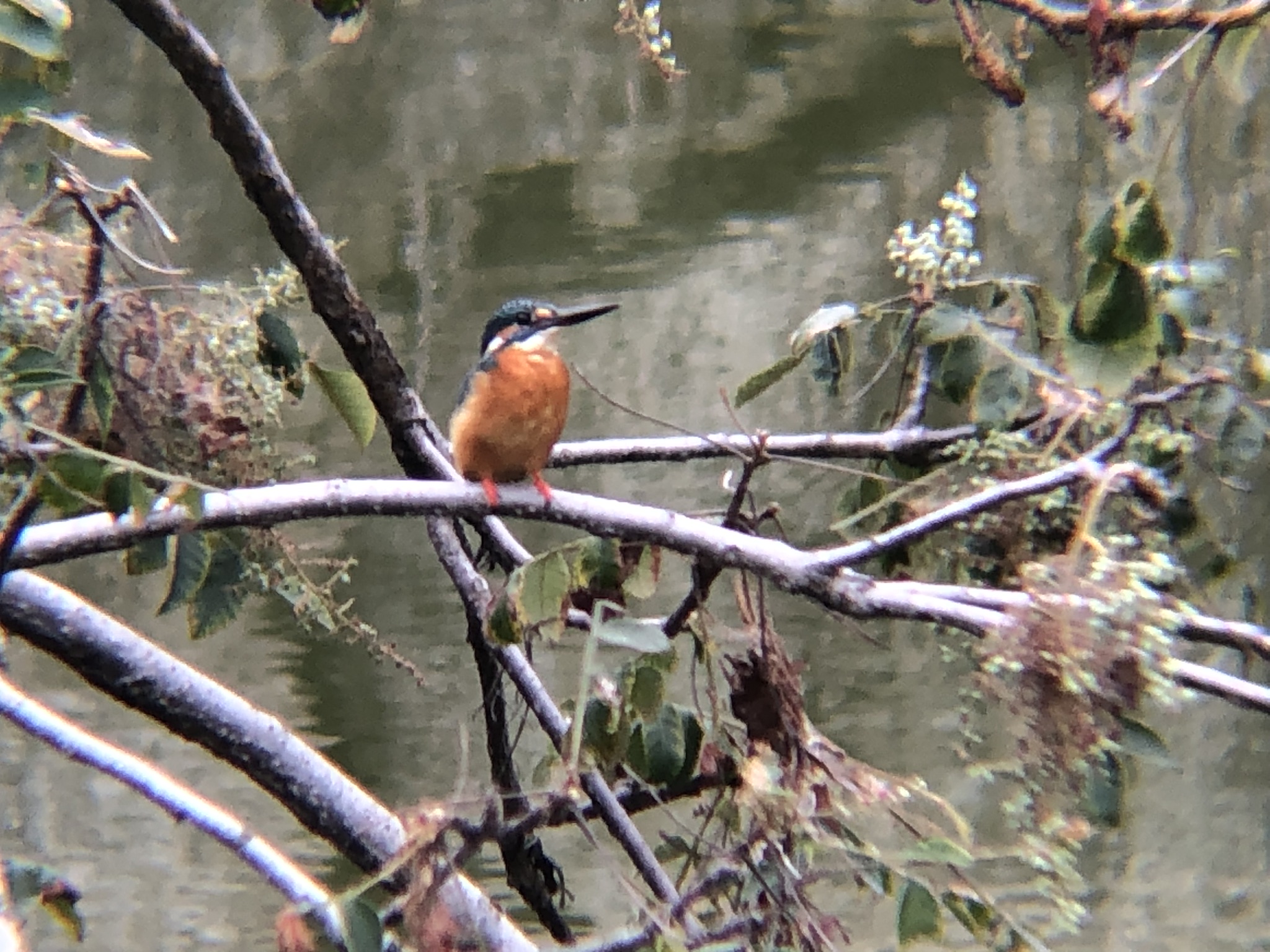 カワセミ 牟礼町ため池10月