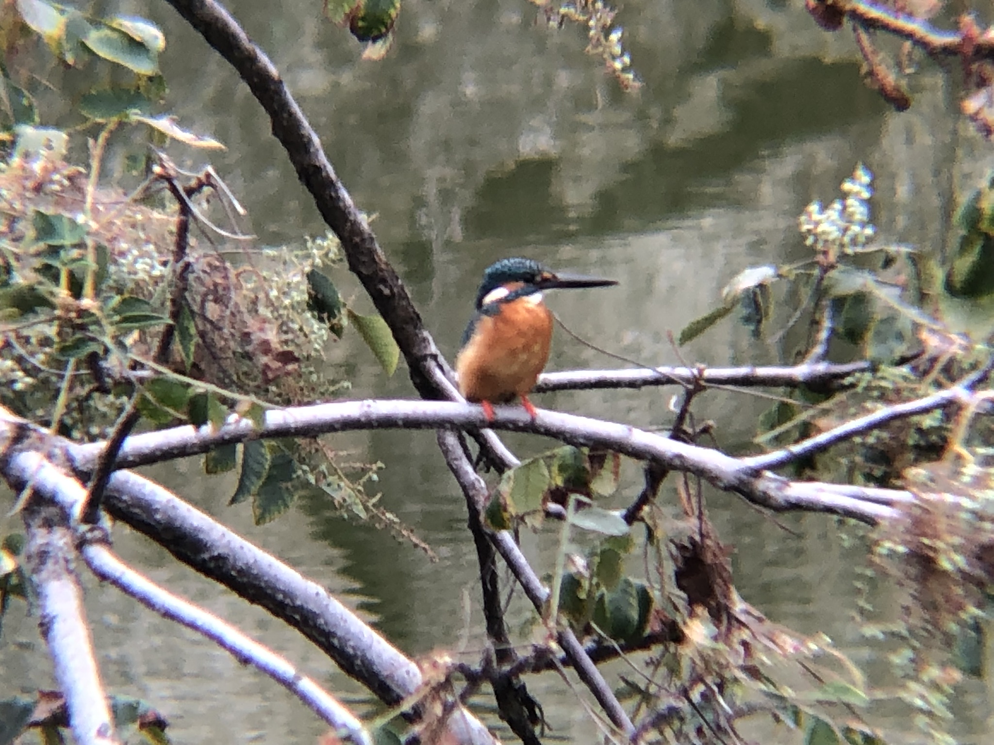カワセミ 牟礼町ため池10月