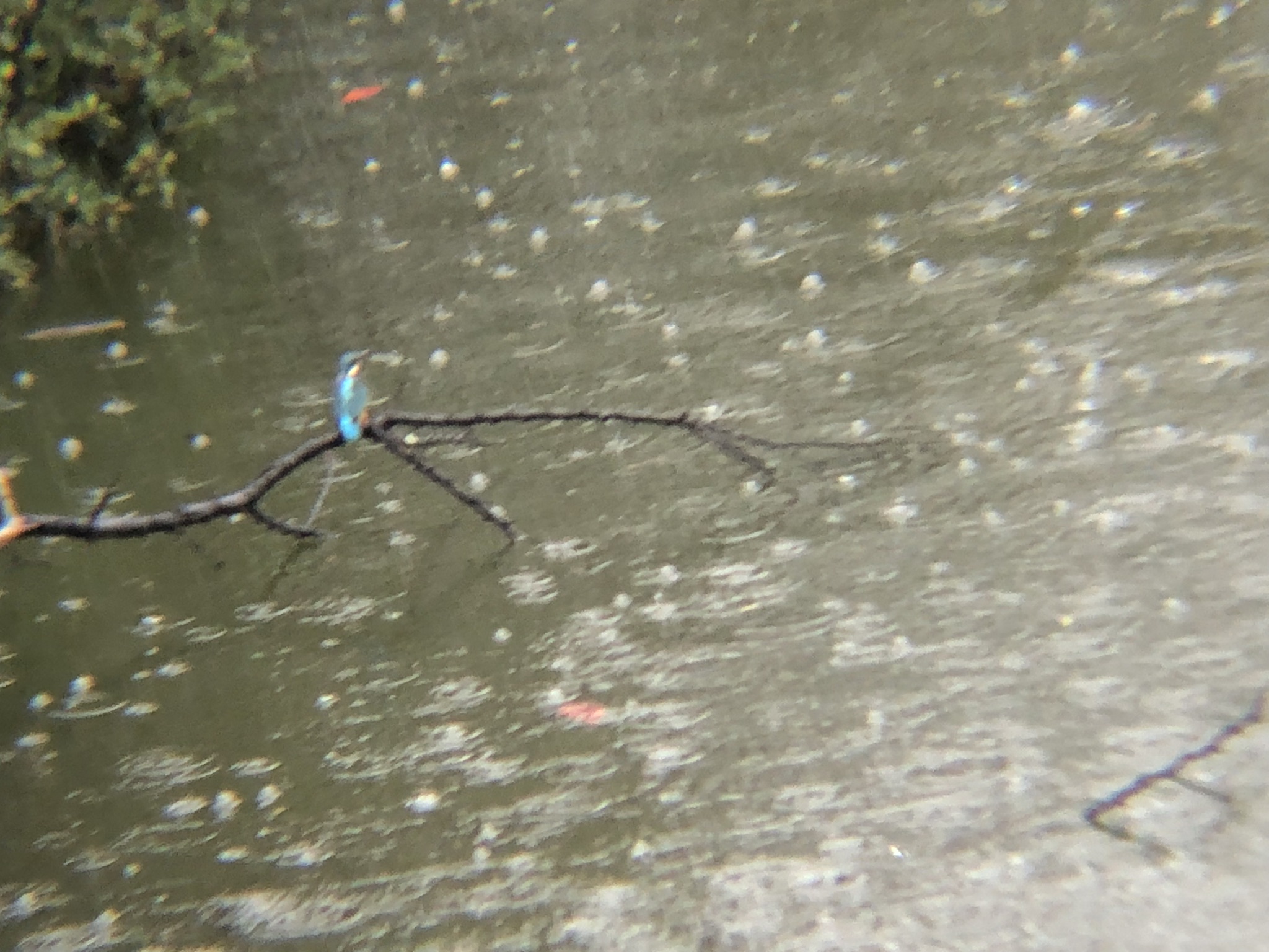 カワセミ 牟礼町ため池11月