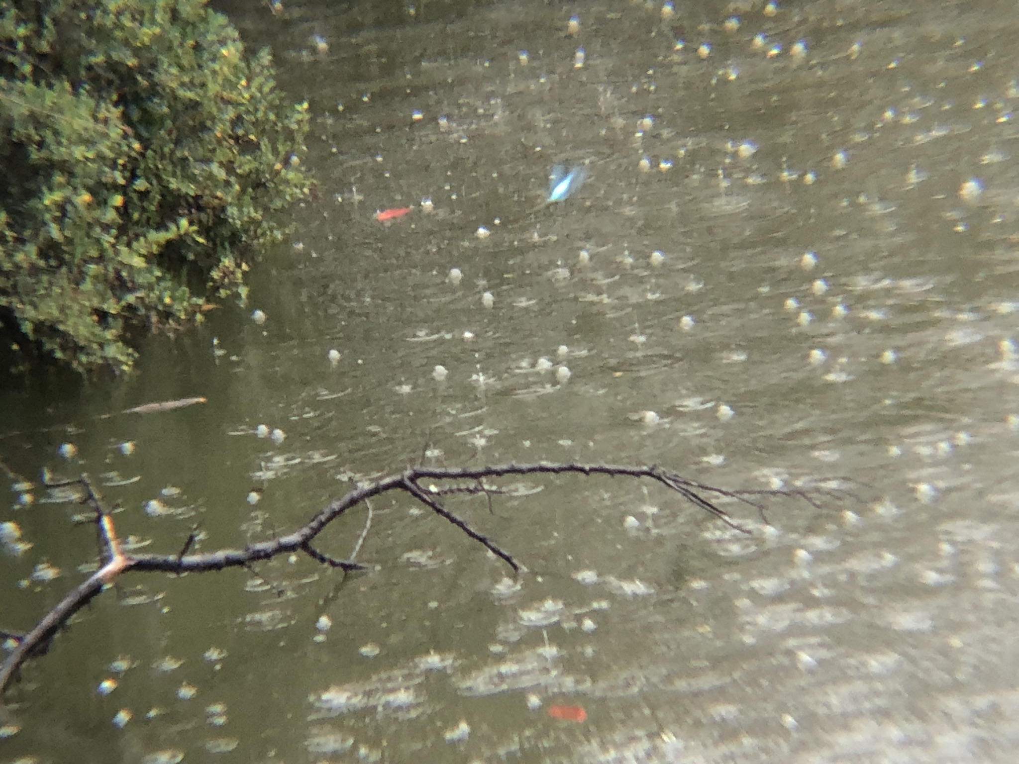 カワセミ 牟礼町ため池11月