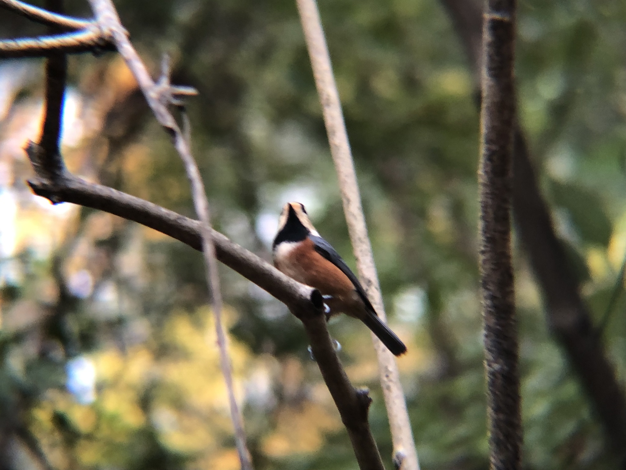 ヤマガラ 八栗参道 12月