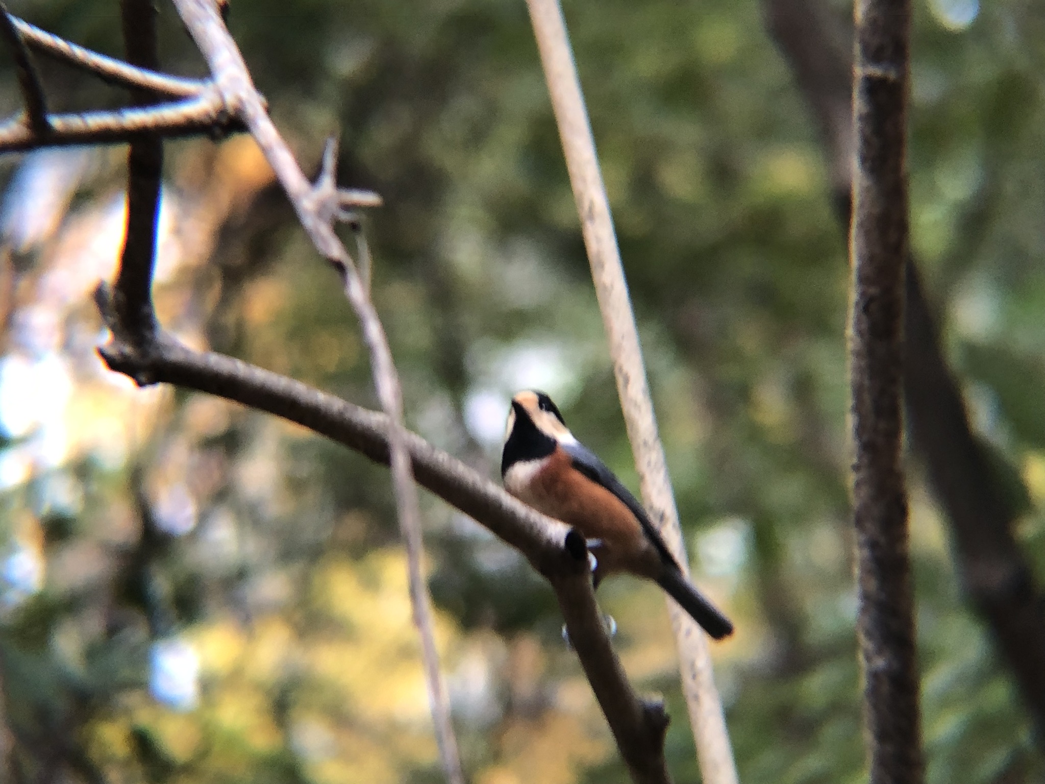 ヤマガラ 八栗参道 12月