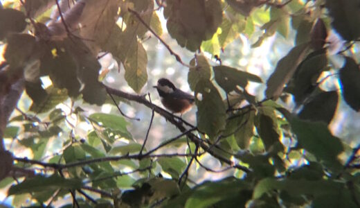 ヤマガラ 八栗の野鳥