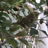 高松市 牟礼町 ウグイス １月撮影