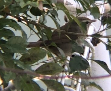 ウグイス（鶯）