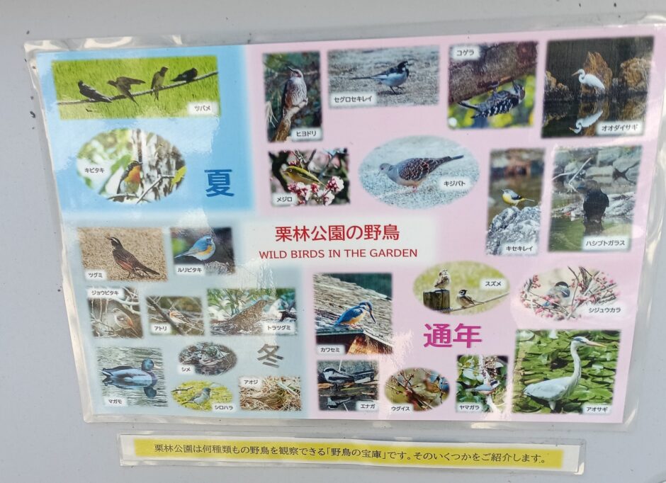 栗林公園の野鳥掲示板2025